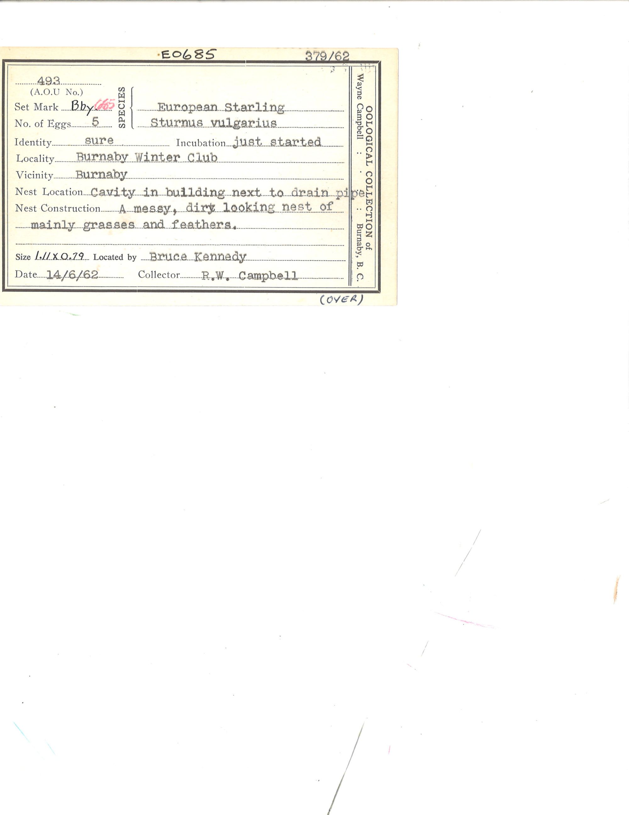 Image representing Sturnus vulgaris.