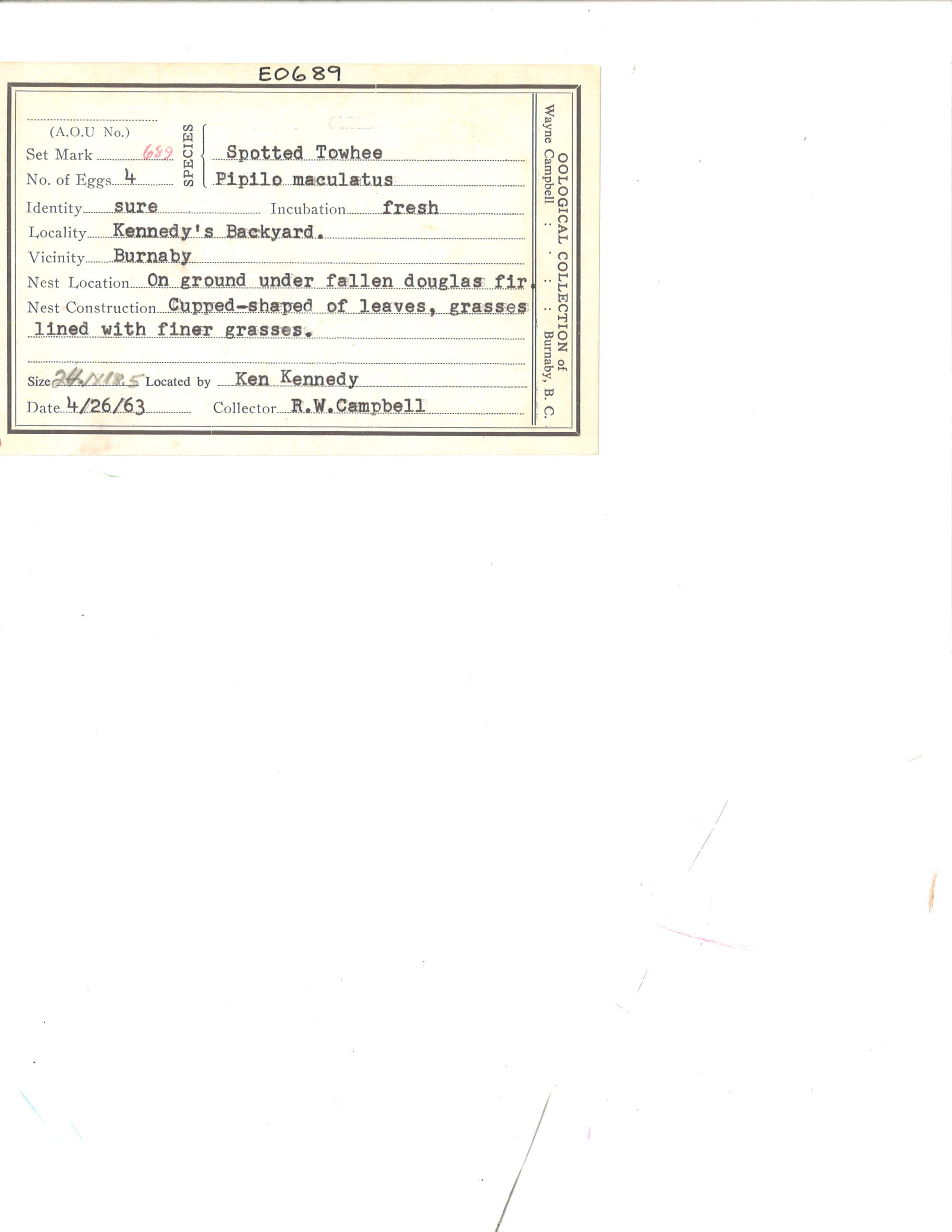 Image representing Pipilo maculatus.