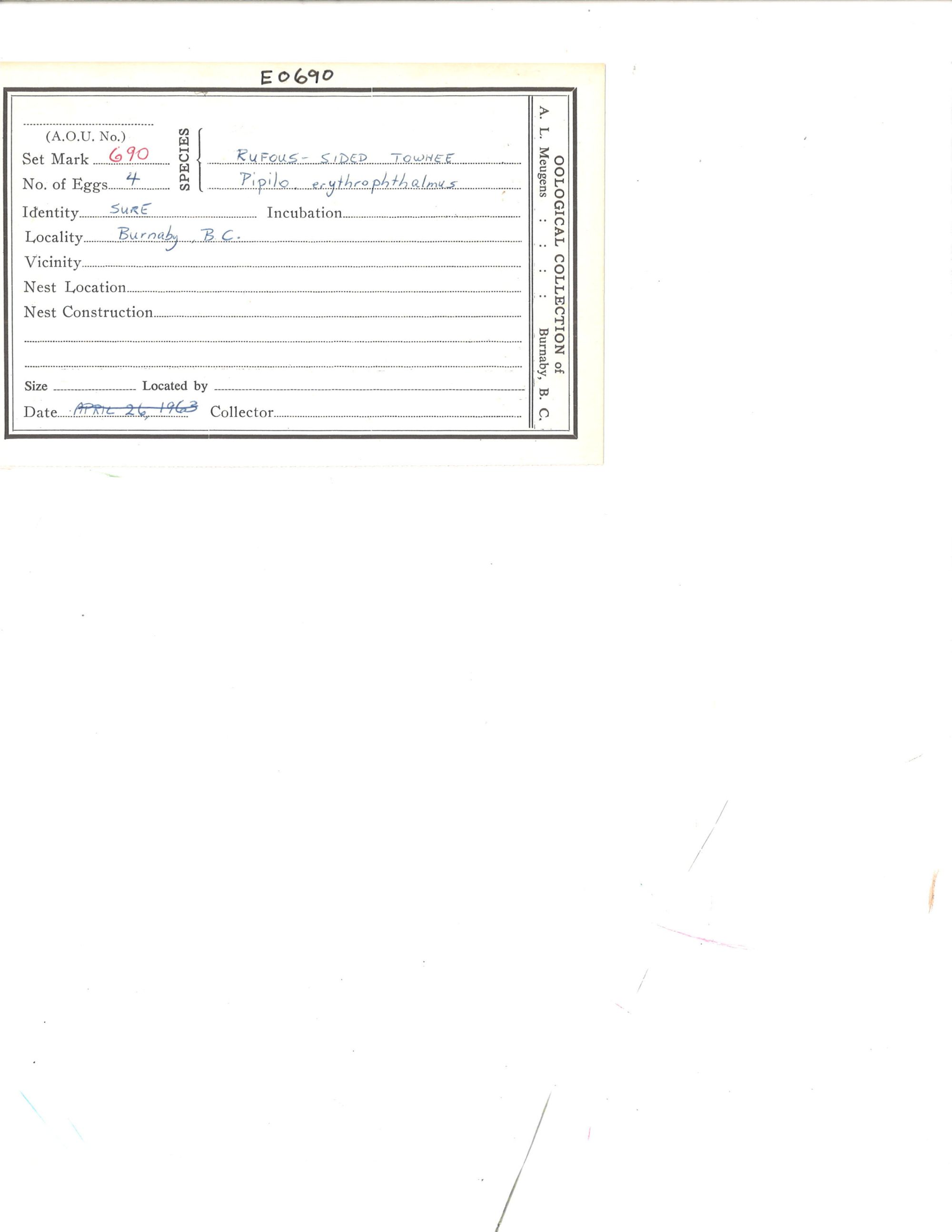 Image representing Pipilo maculatus.