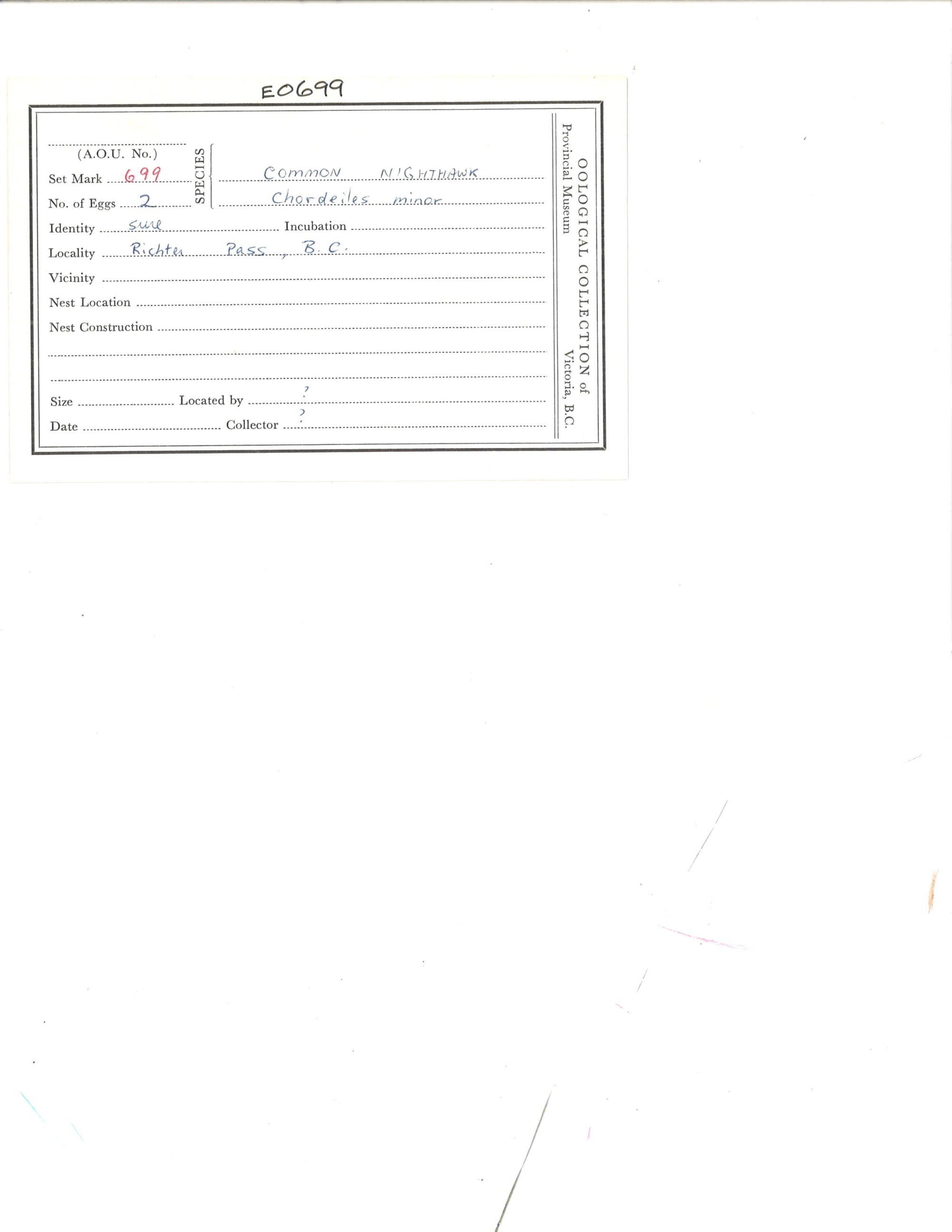 Image representing Chordeiles minor.