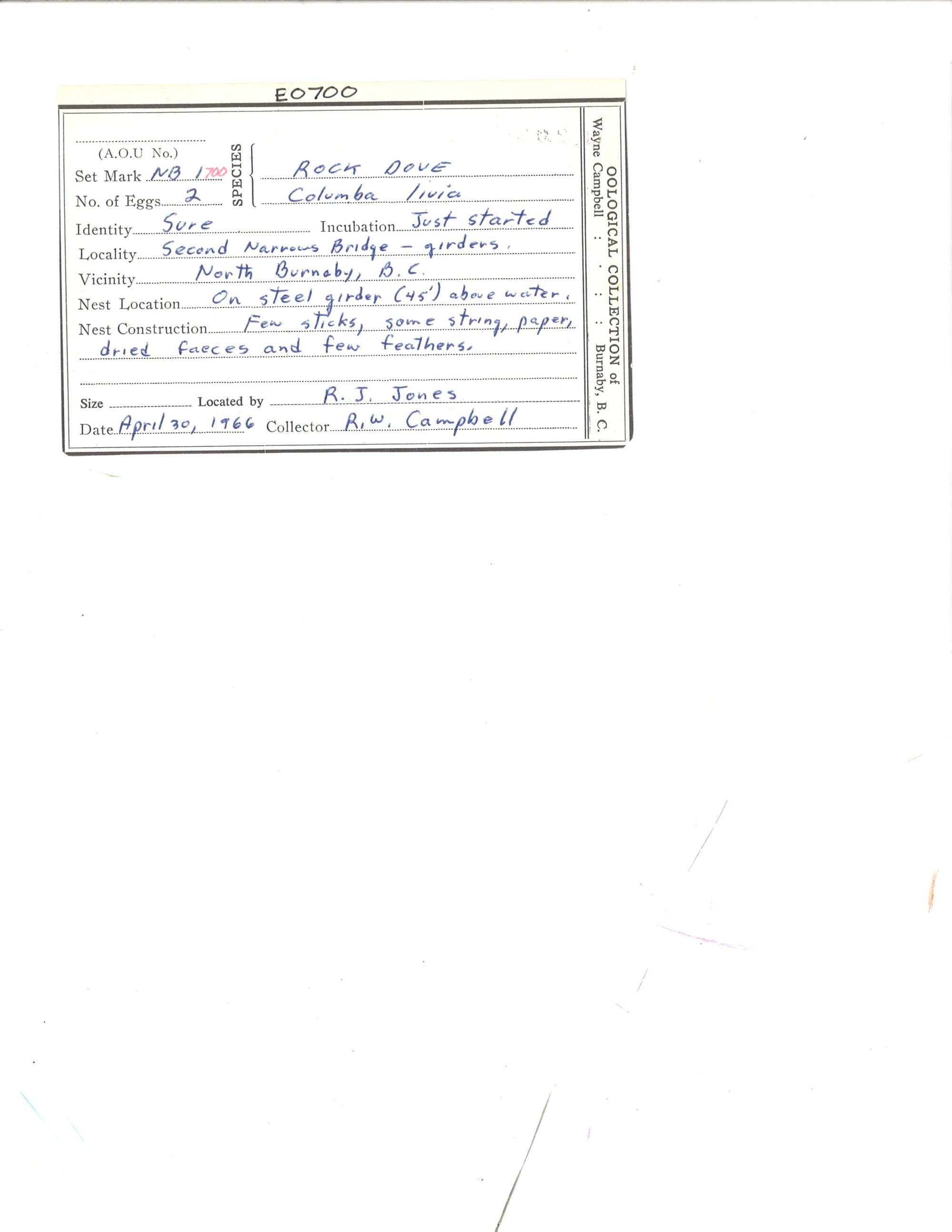 Image representing Columba livia.