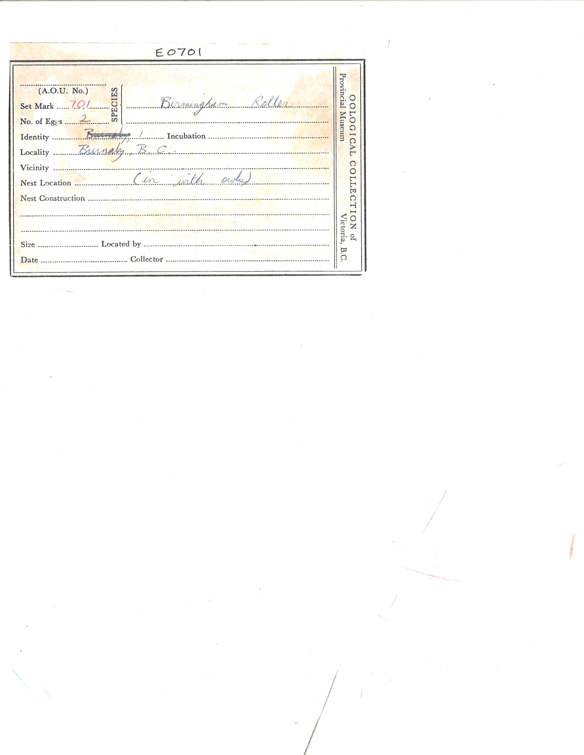 Image representing Columba livia.