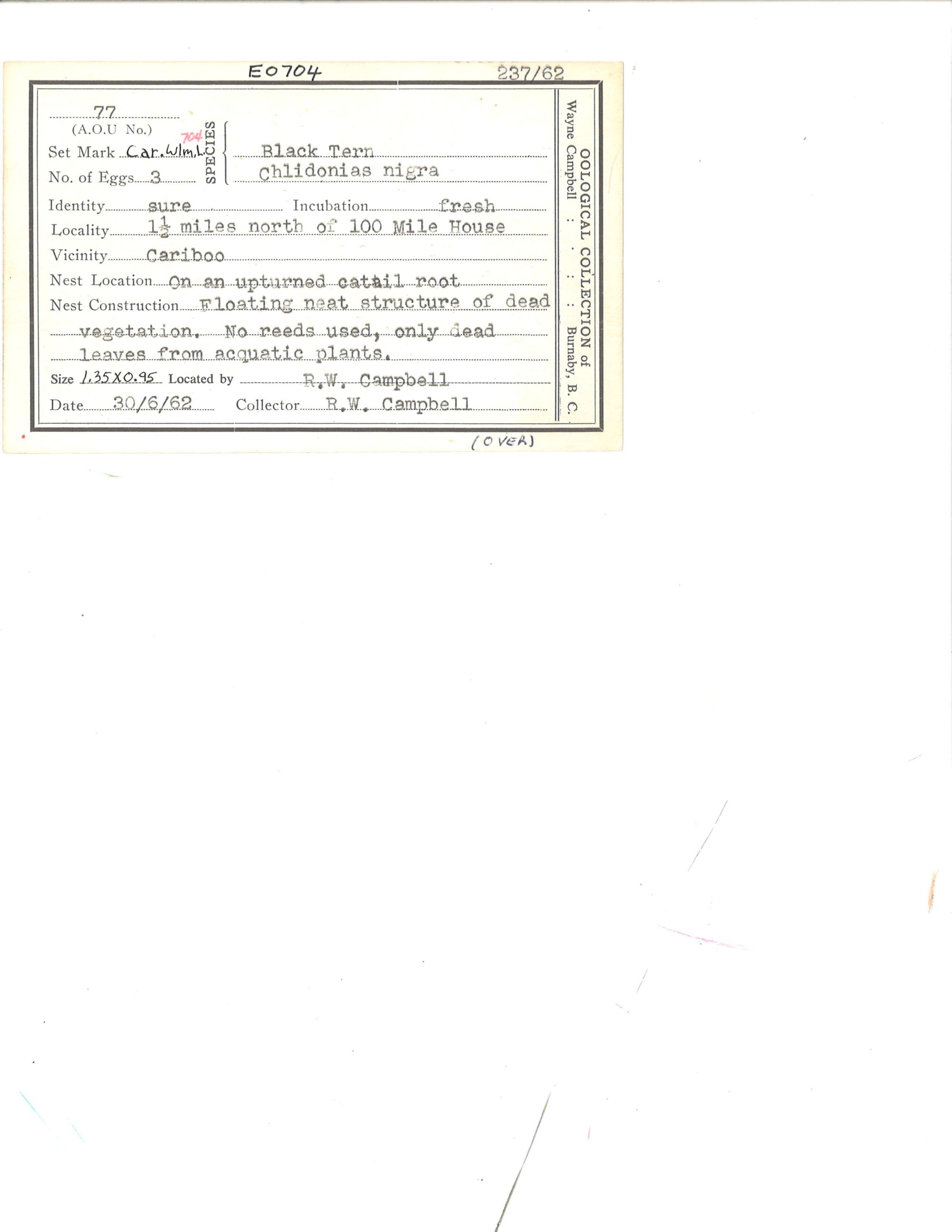 Image representing Chlidonias niger.