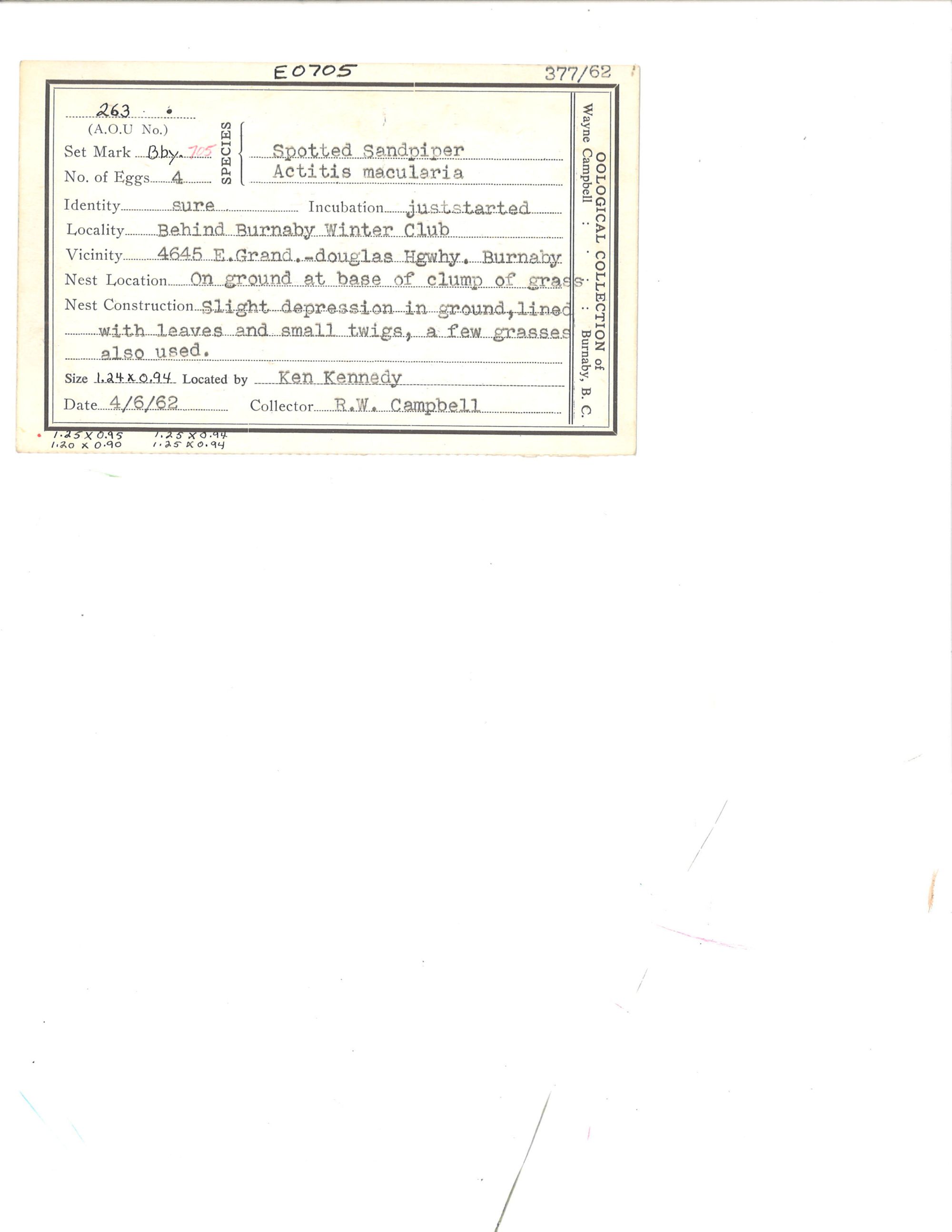 Image representing Actitis macularius.