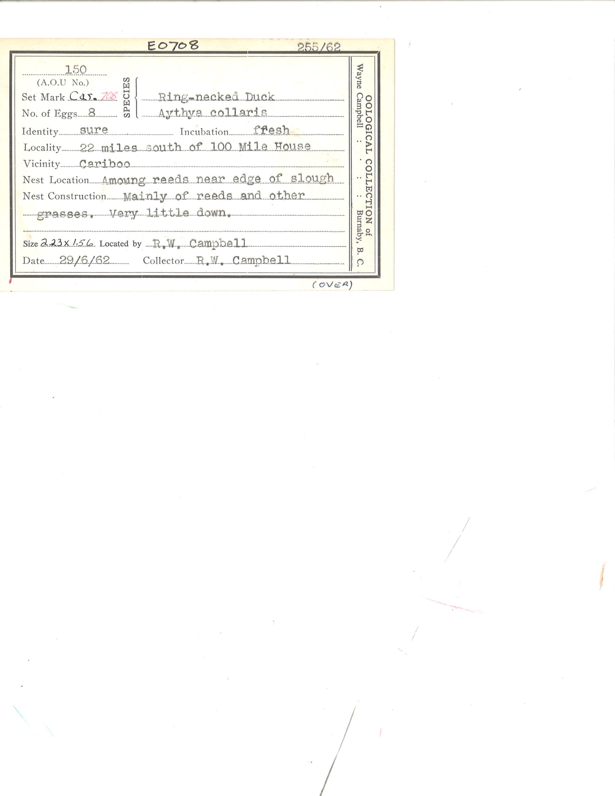 Image representing Aythya collaris.