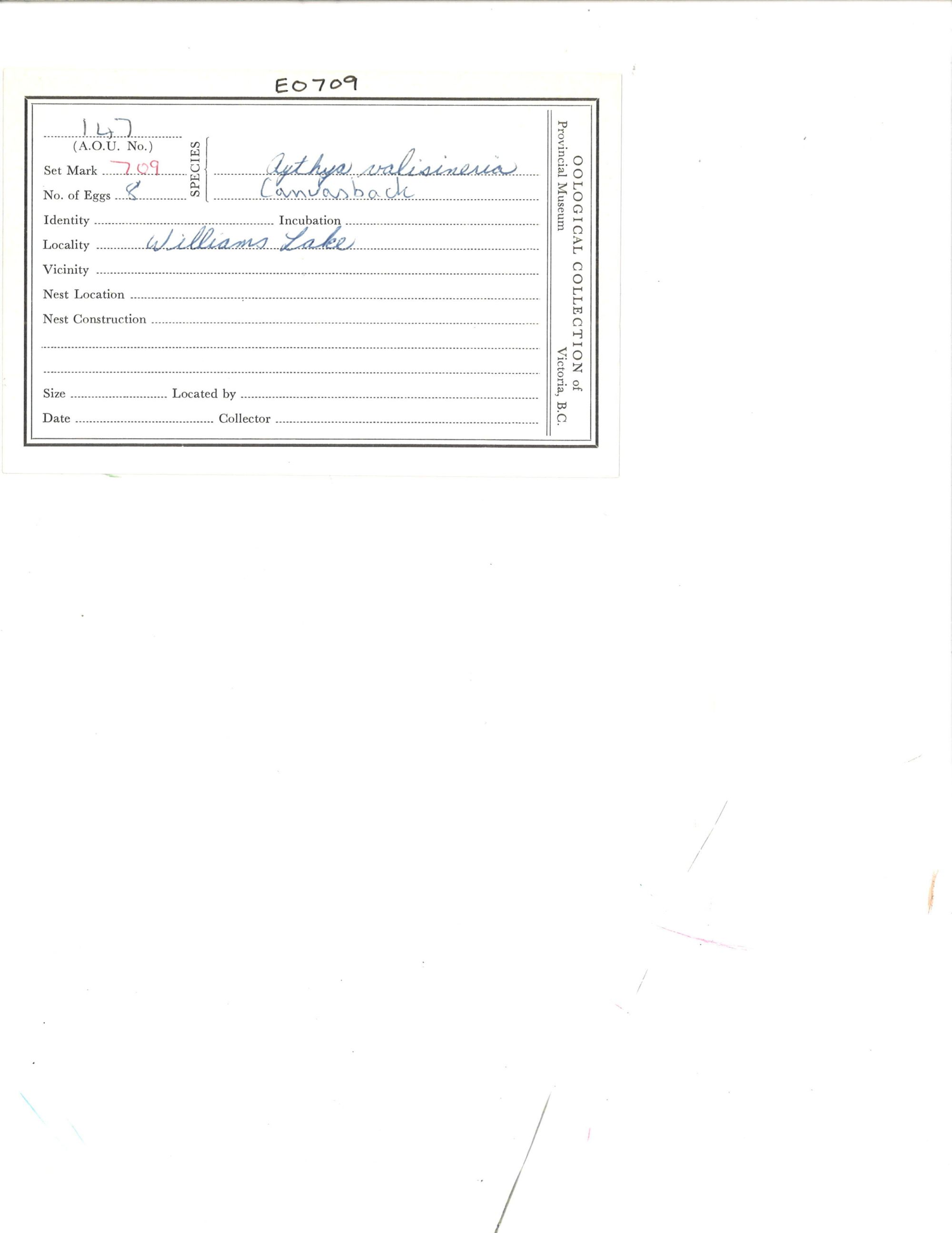 Image representing Aythya valisineria.