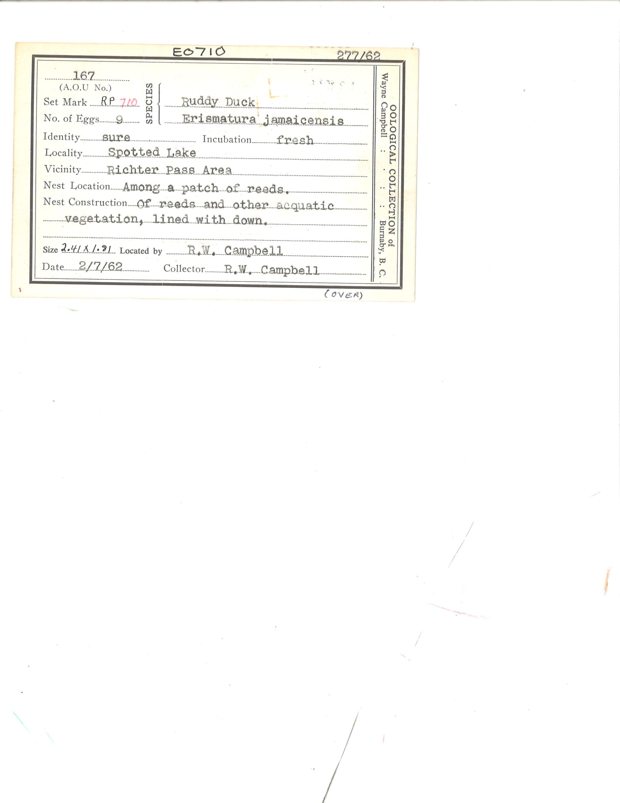 Image representing Oxyura jamaicensis.