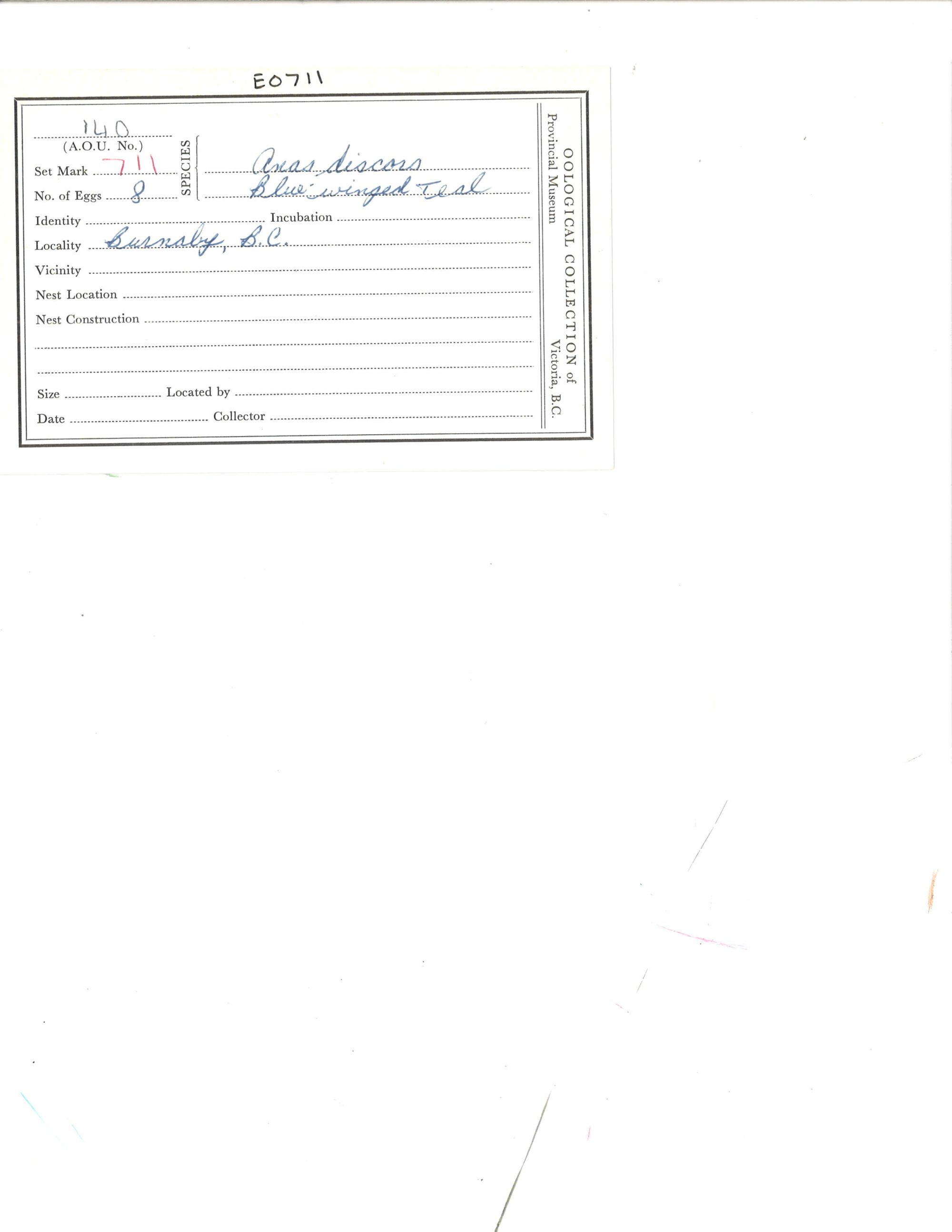 Image representing Spatula discors.