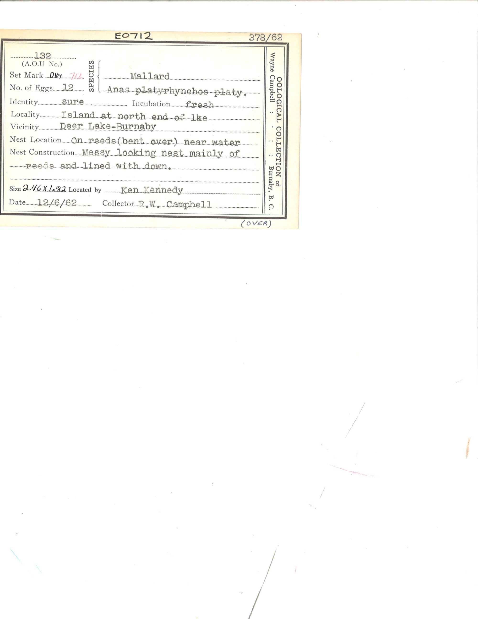 Image representing Anas platyrhynchos.