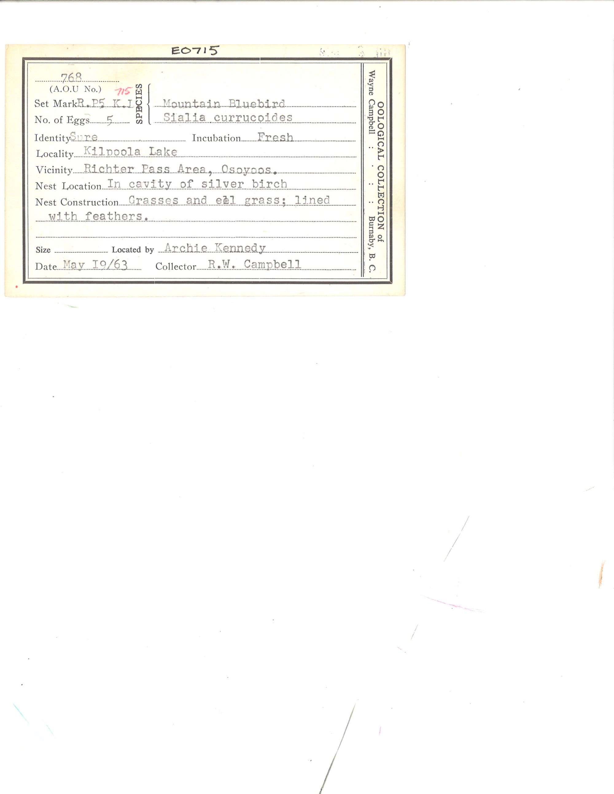 Image representing Sialia currucoides.