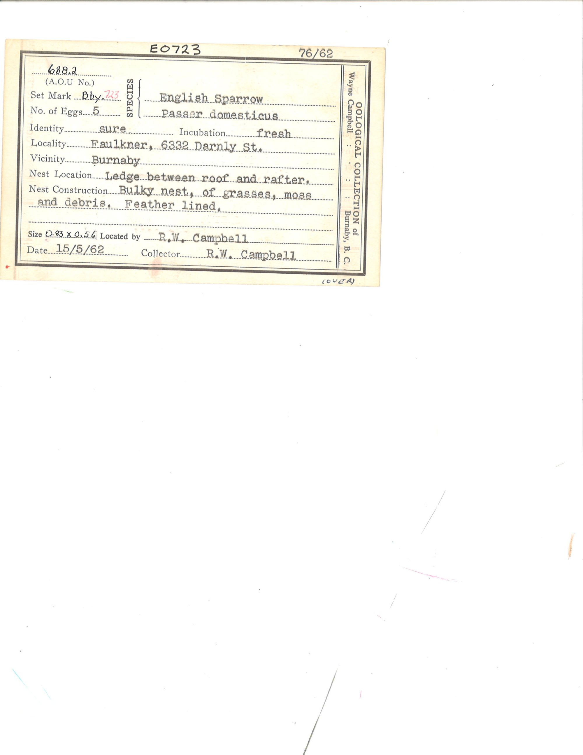 Image representing Passer domesticus.