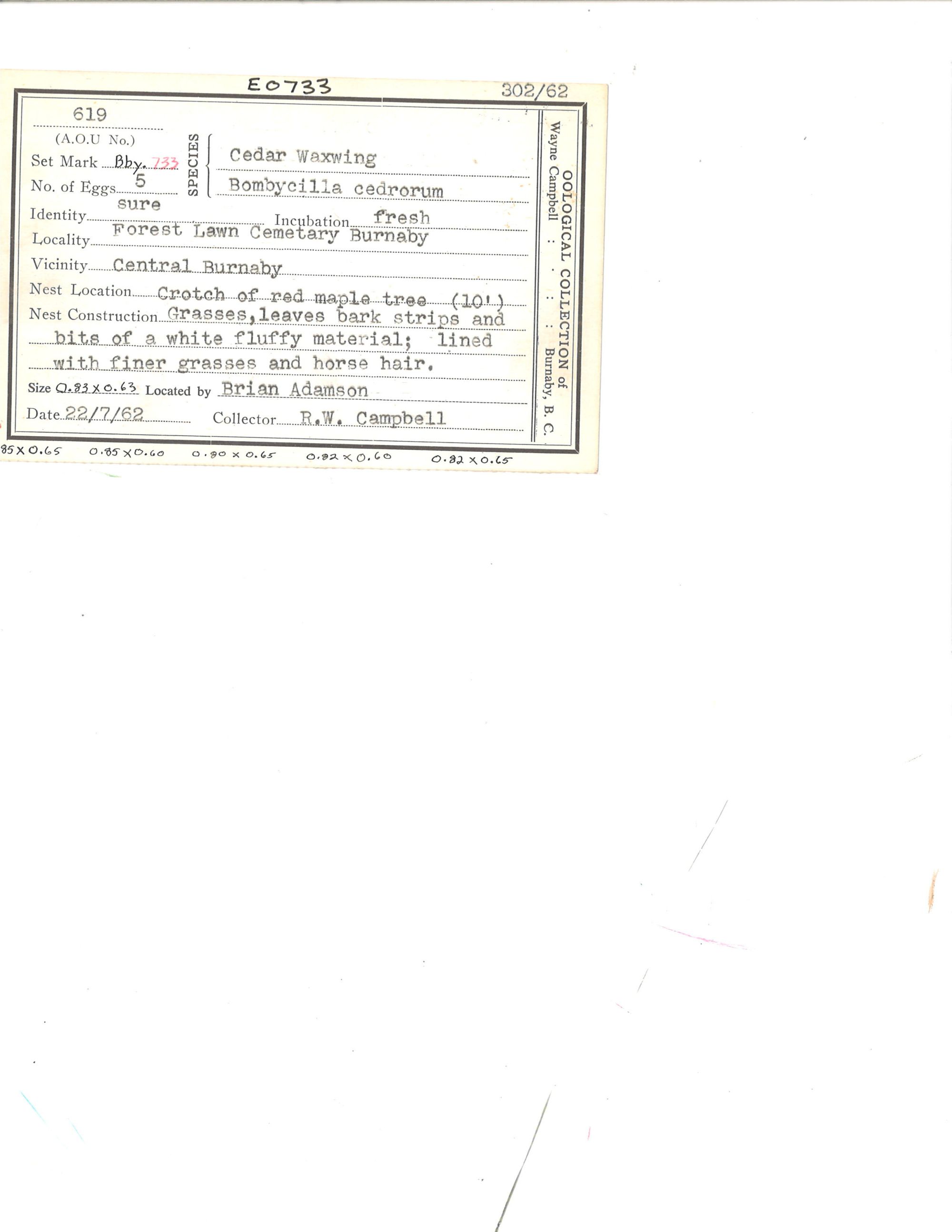 Image representing Bombycilla cedrorum.