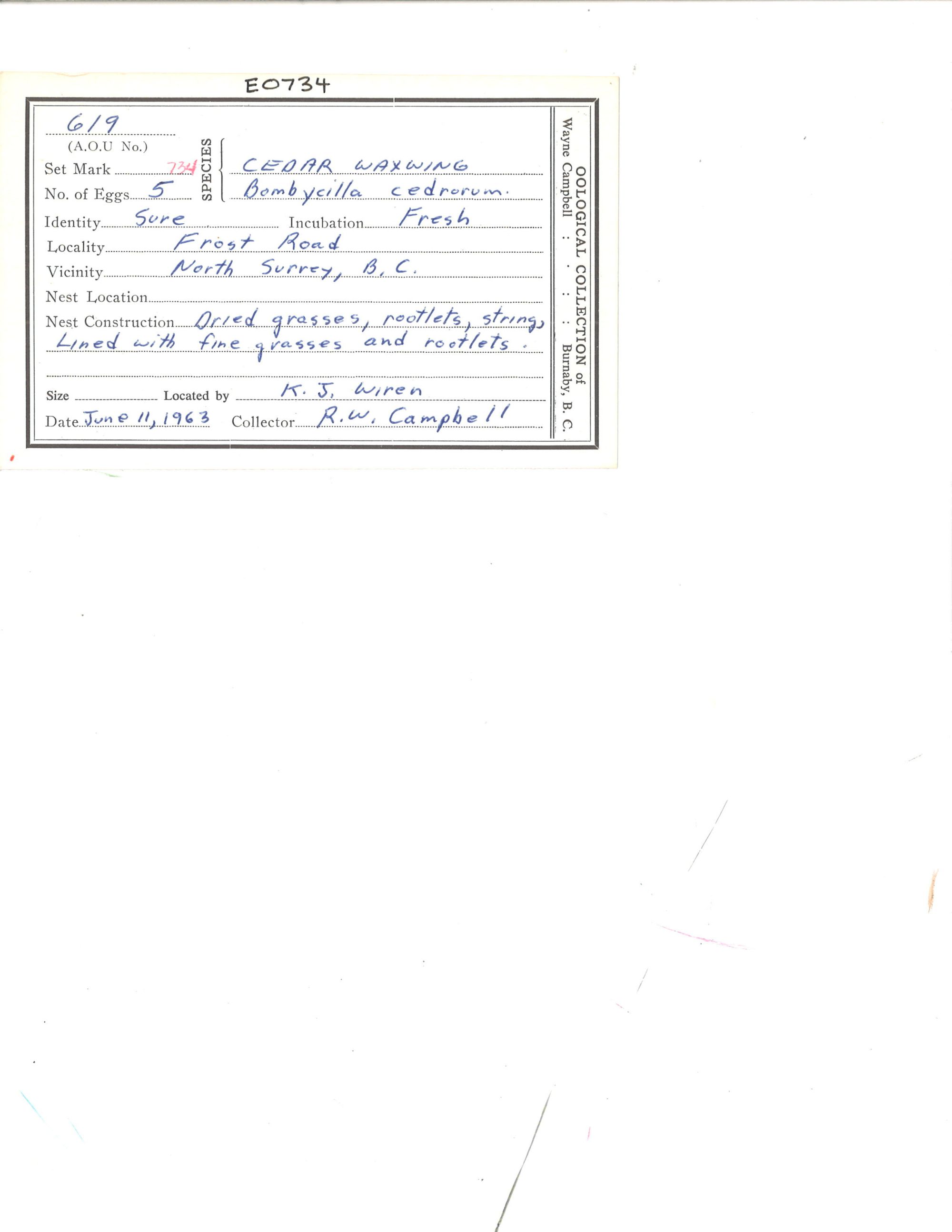 Image representing Bombycilla cedrorum.