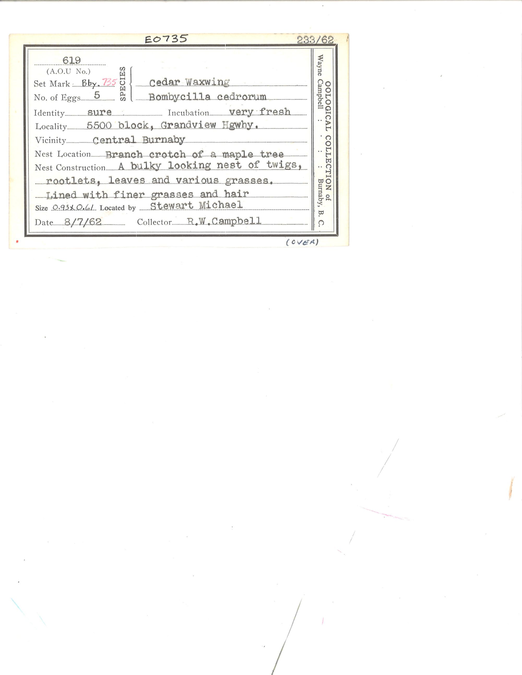 Image representing Bombycilla cedrorum.