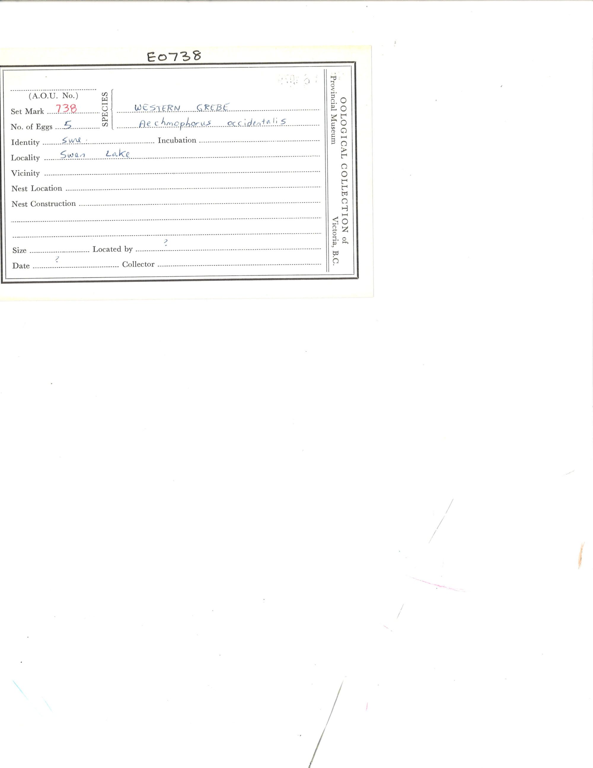 Image representing Aechmophorus occidentalis.