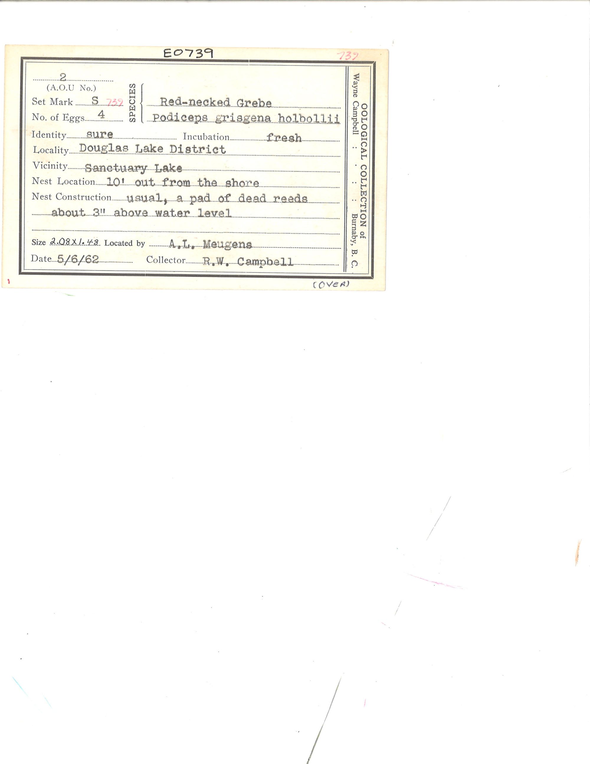 Image representing Podiceps grisegena.