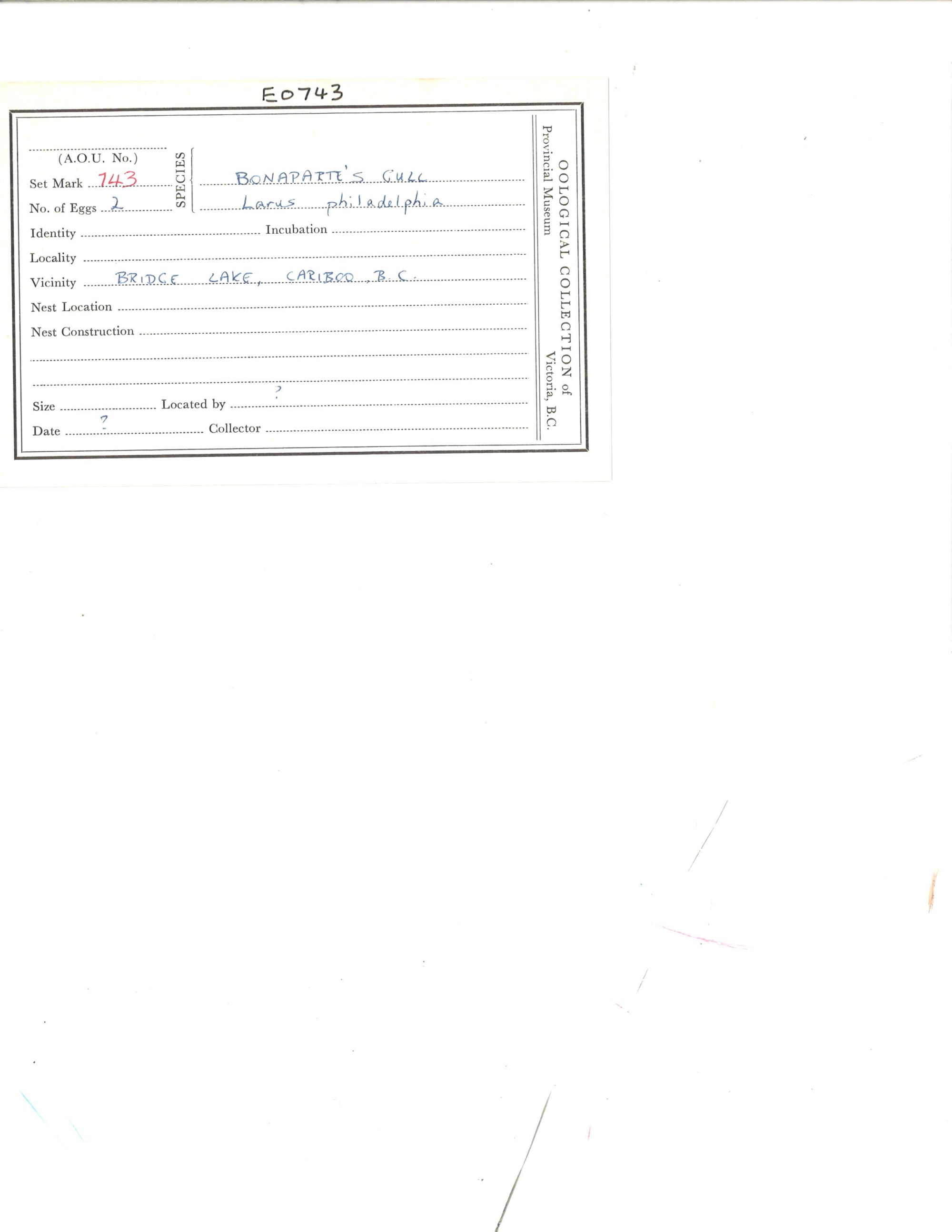 Image representing Chroicocephalus philadelphia.