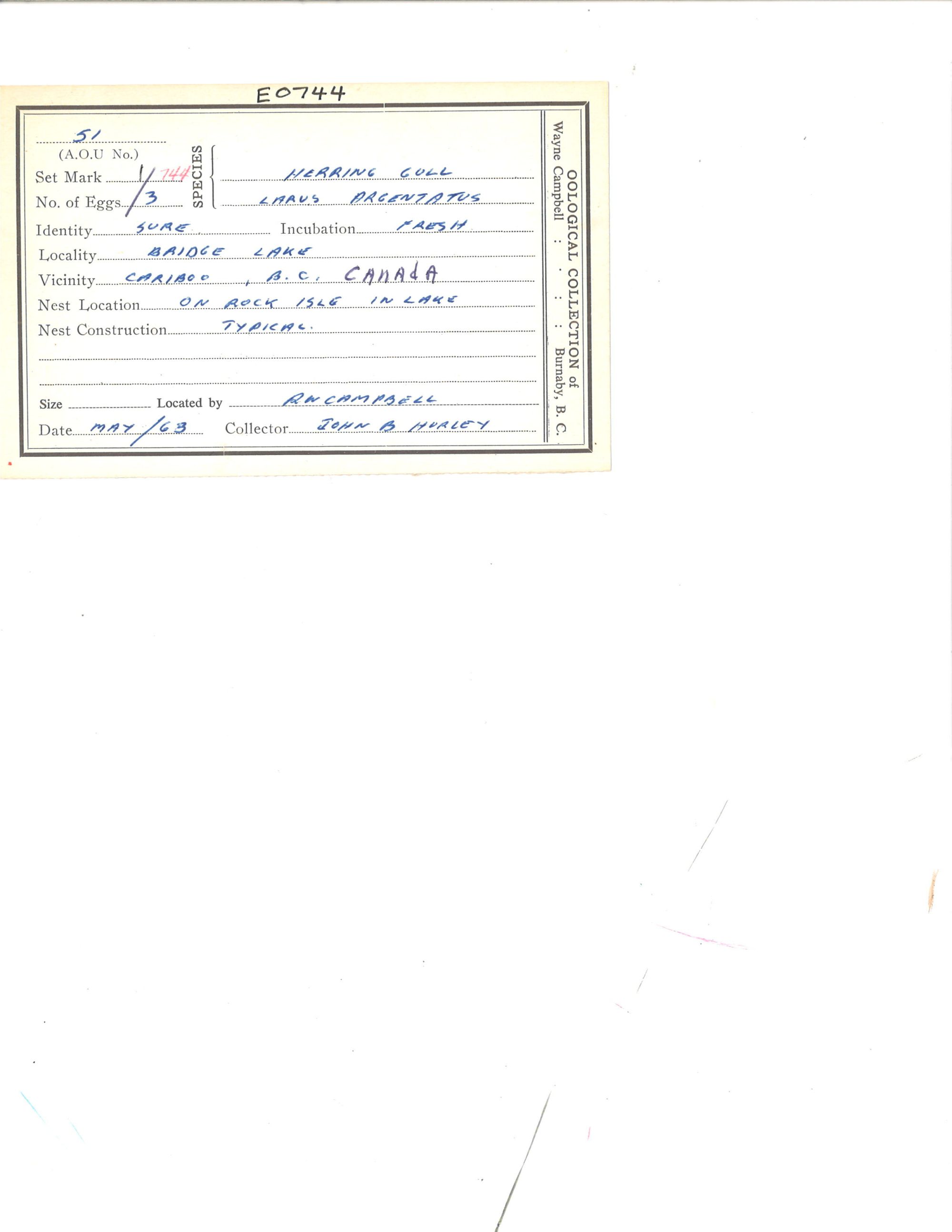 Image representing Larus argentatus.