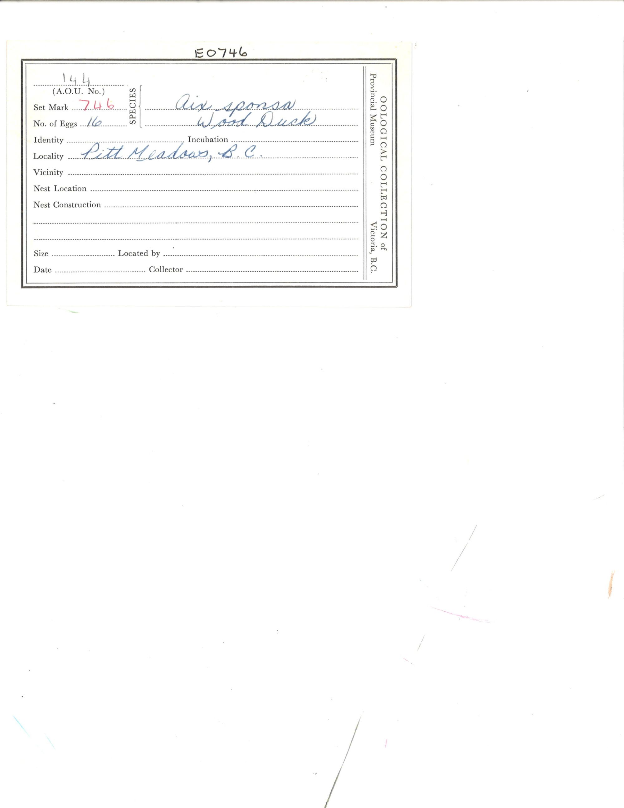 Image representing Aix sponsa.