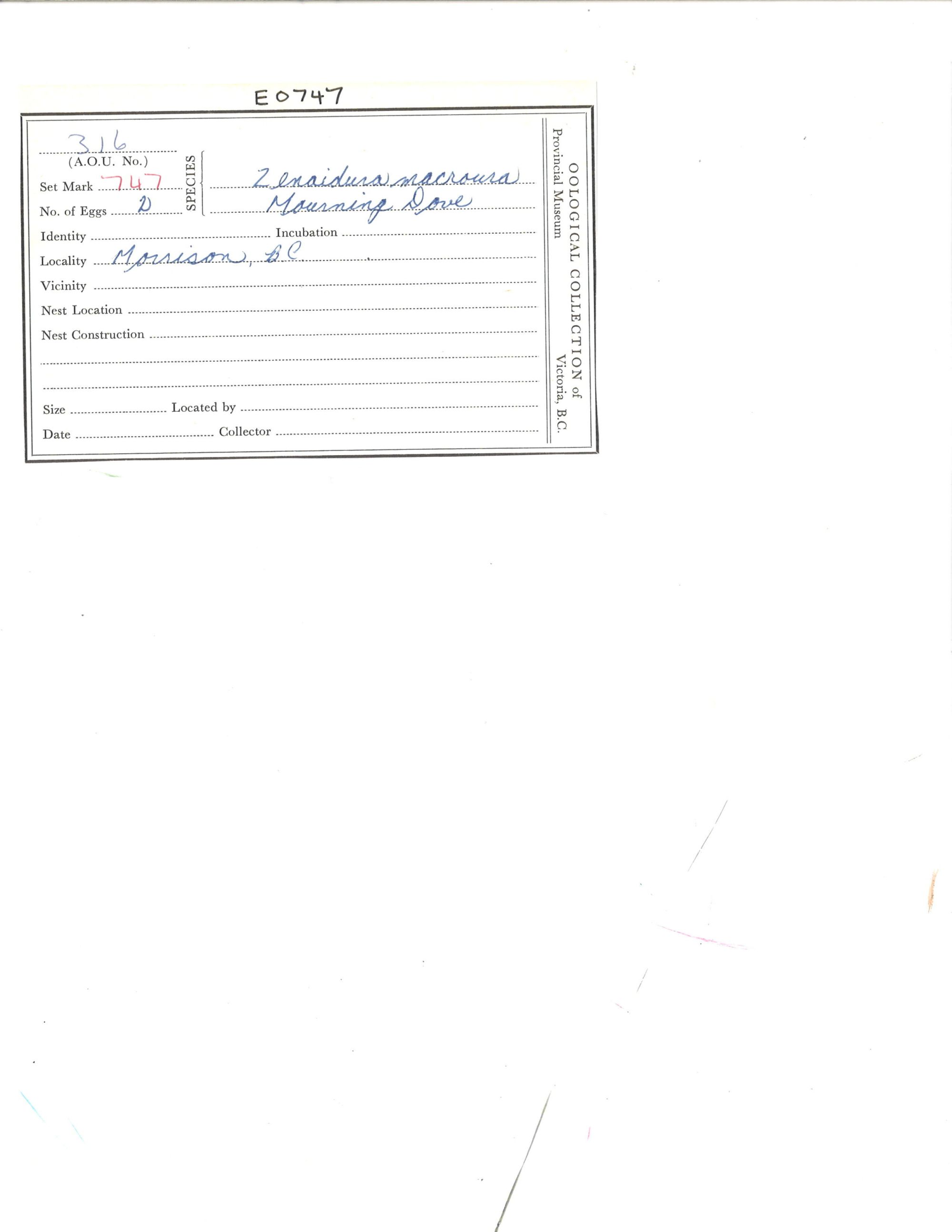 Image representing Zenaida macroura.