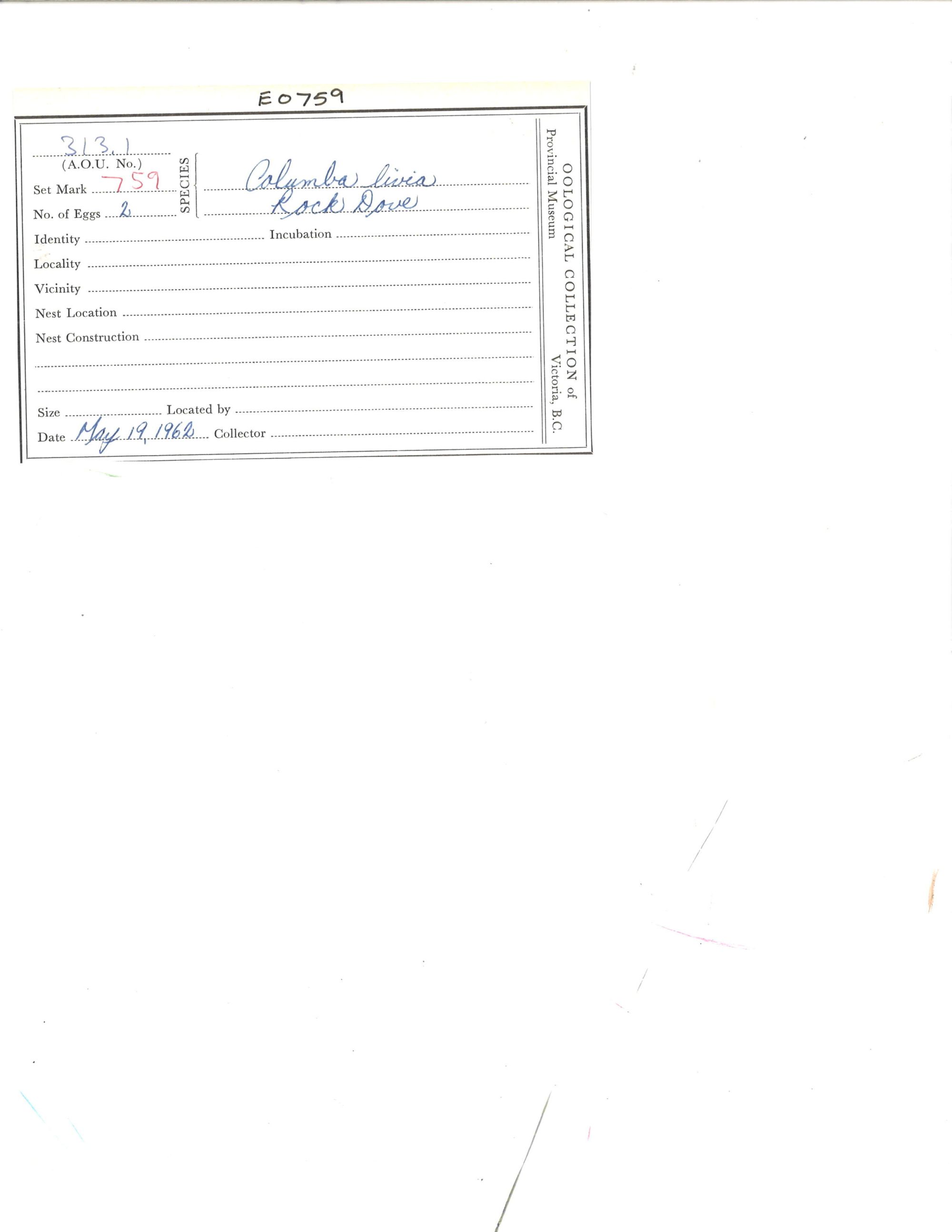 Image representing Columba livia.