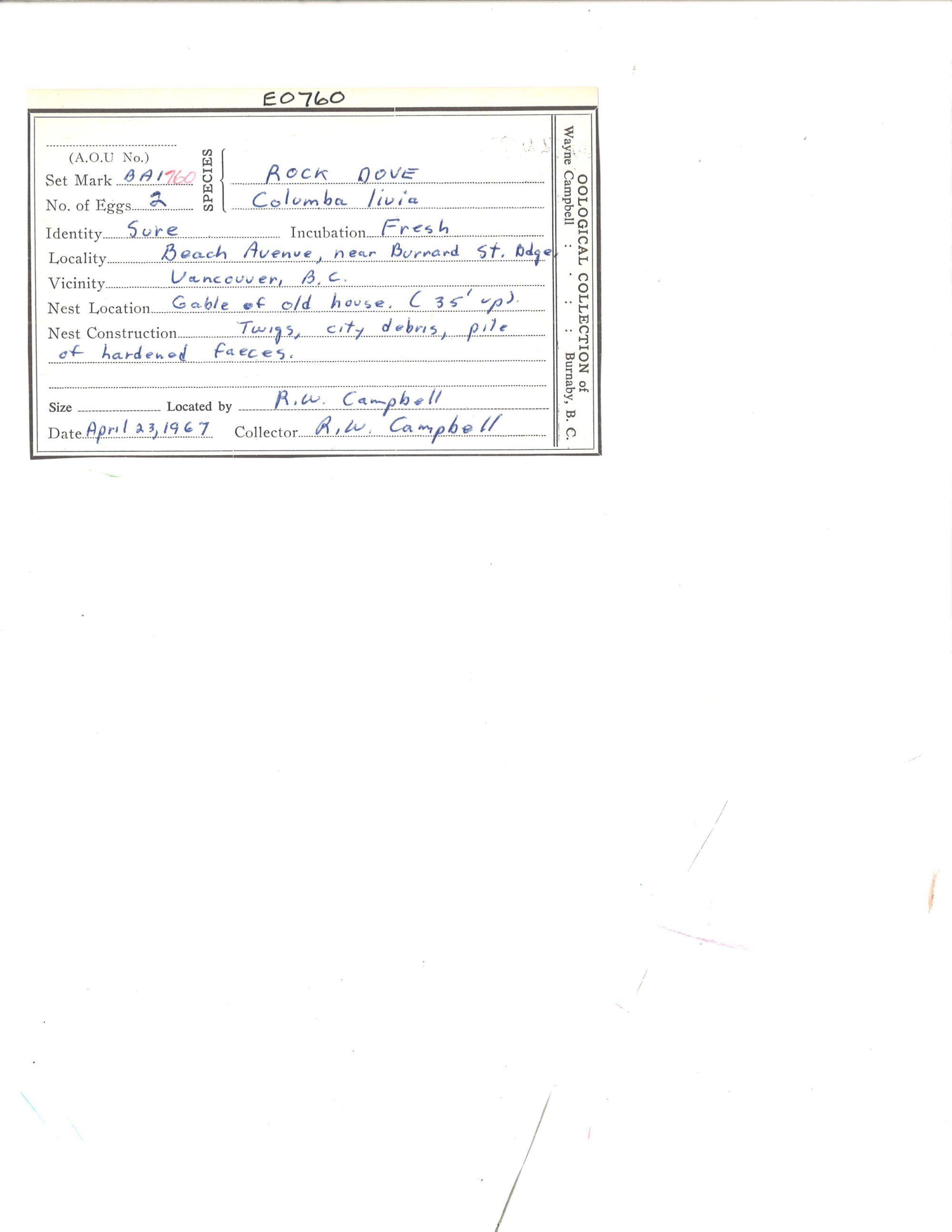 Image representing Columba livia.