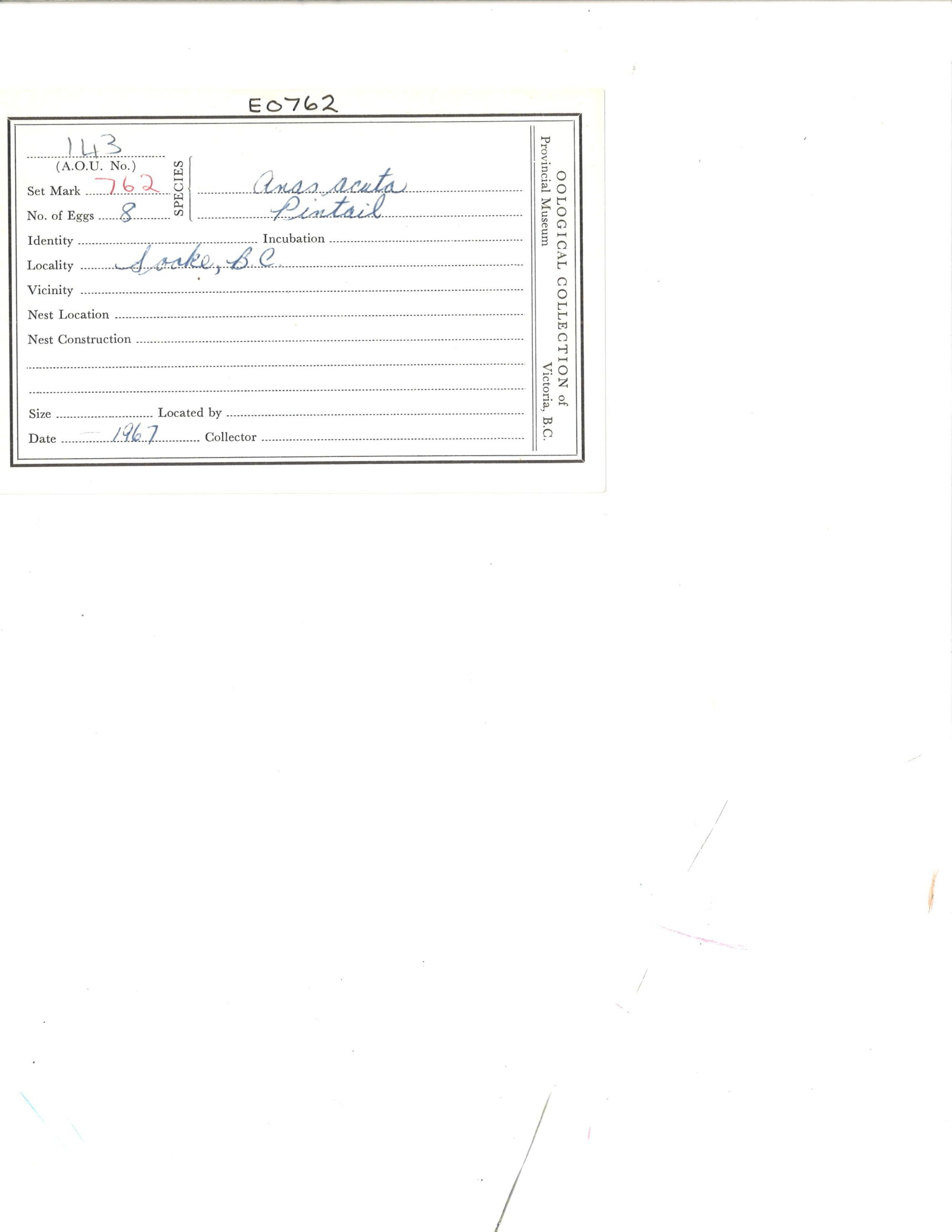 Image representing Anas acuta.