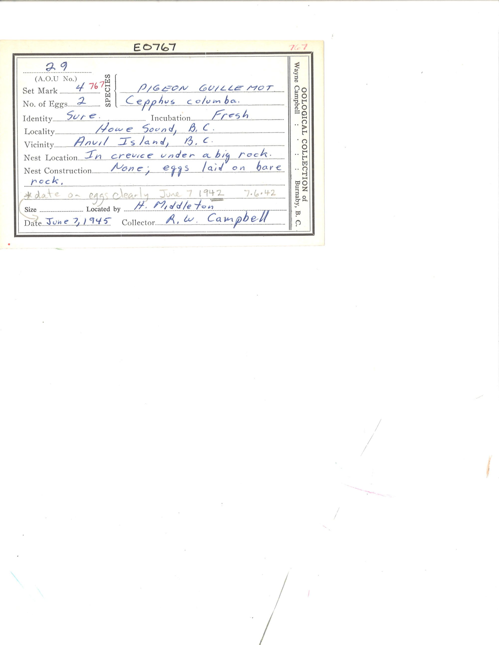 Image representing Cepphus columba.