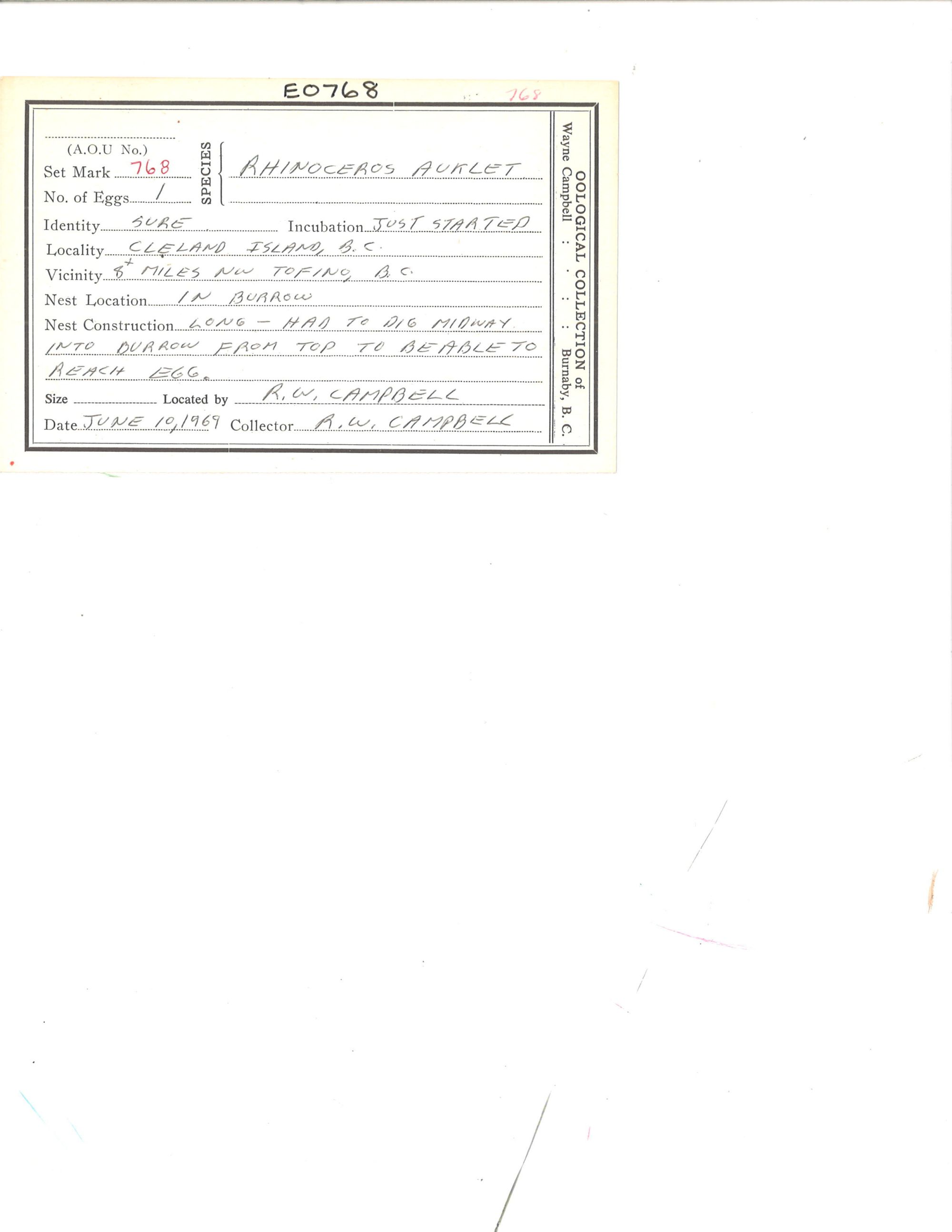 Image representing Cerorhinca monocerata.