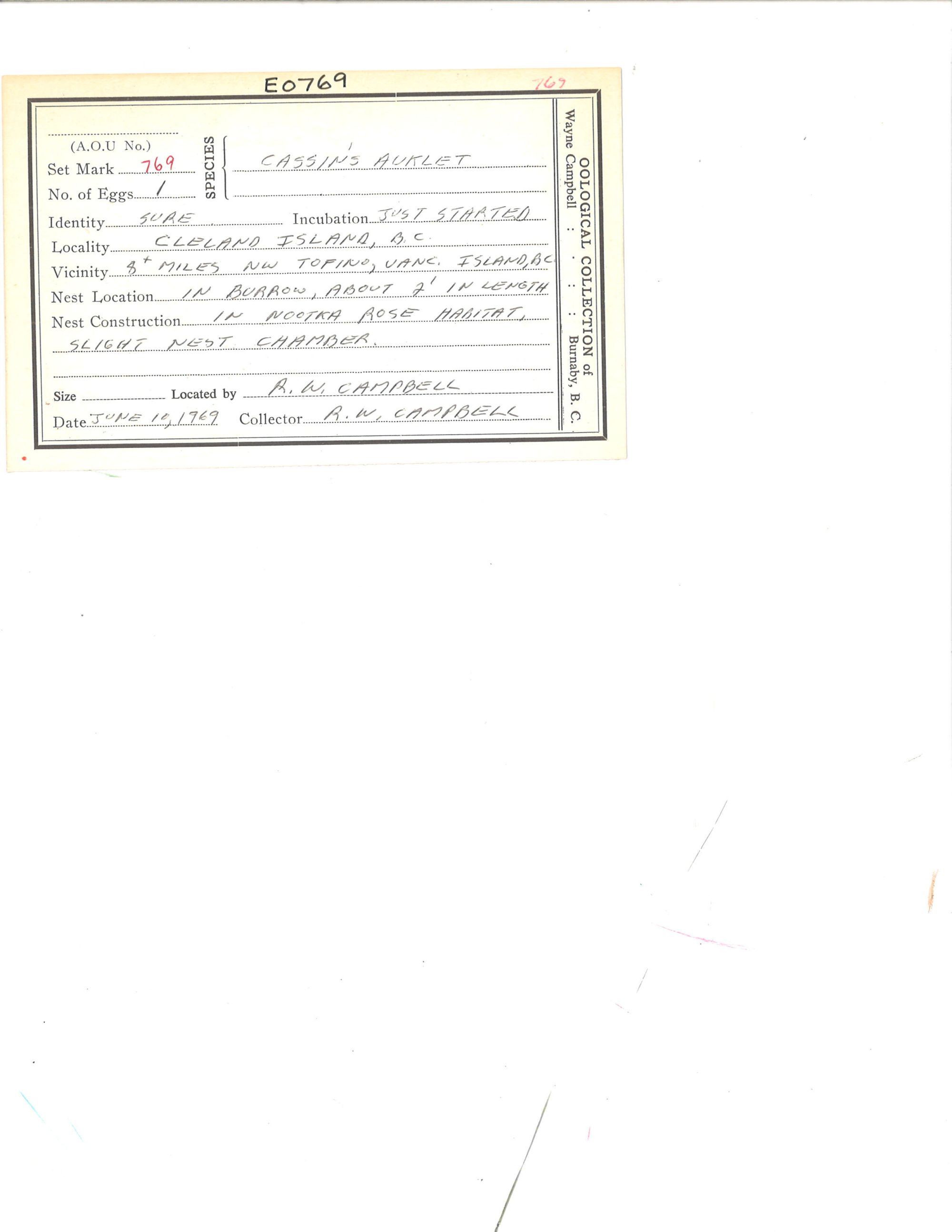 Image representing Ptychoramphus aleuticus.