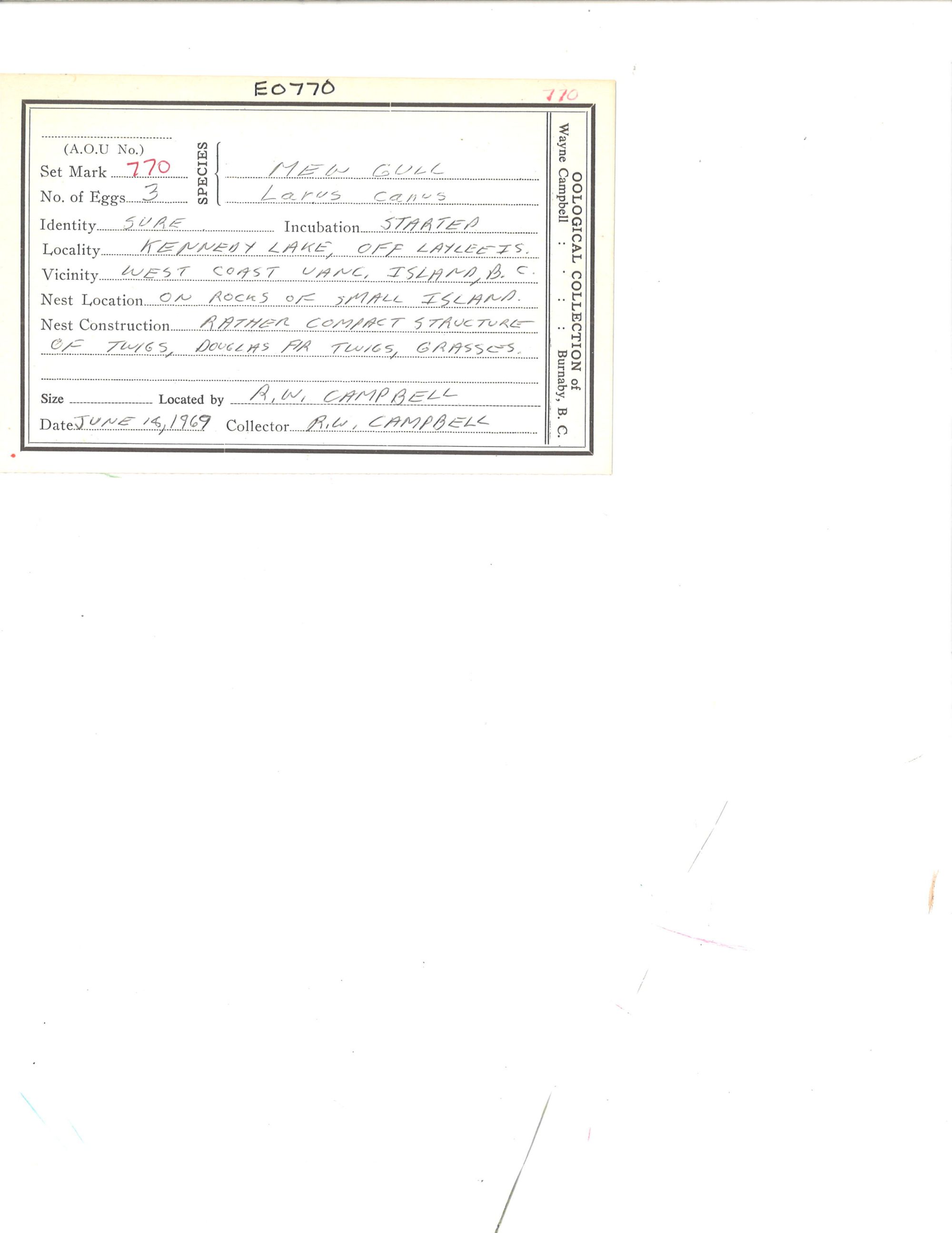 Image representing Larus canus.