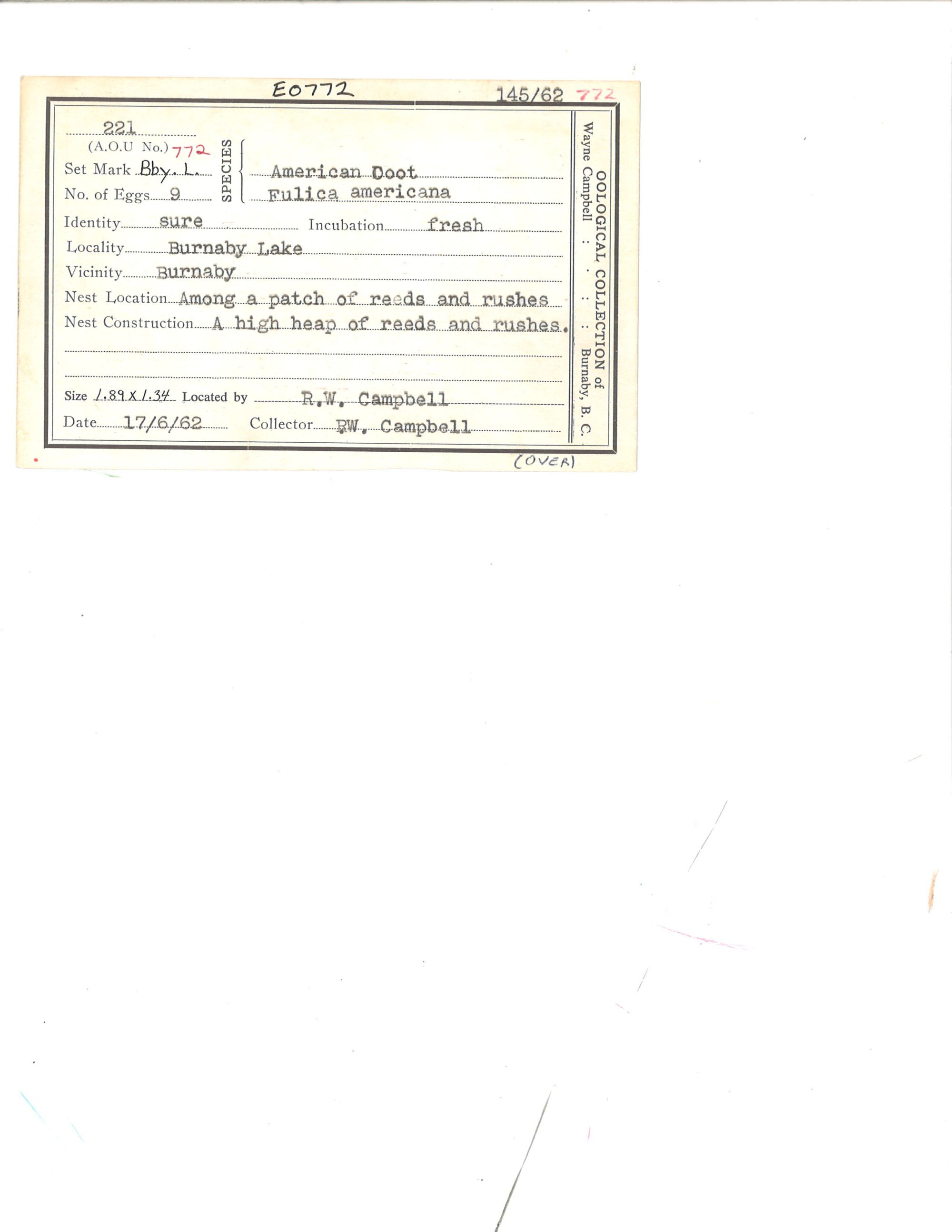 Image representing Fulica americana.