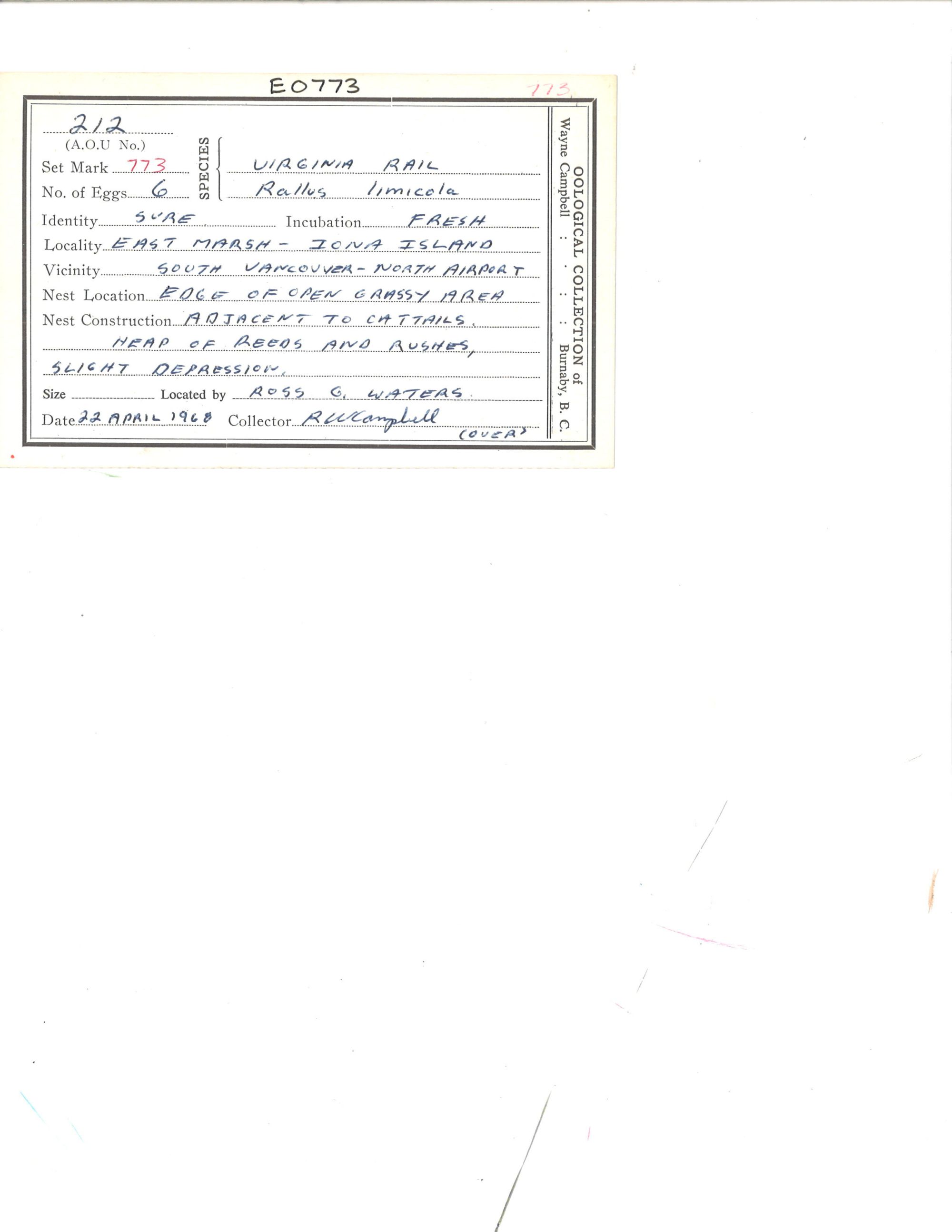 Image representing Rallus limicola.