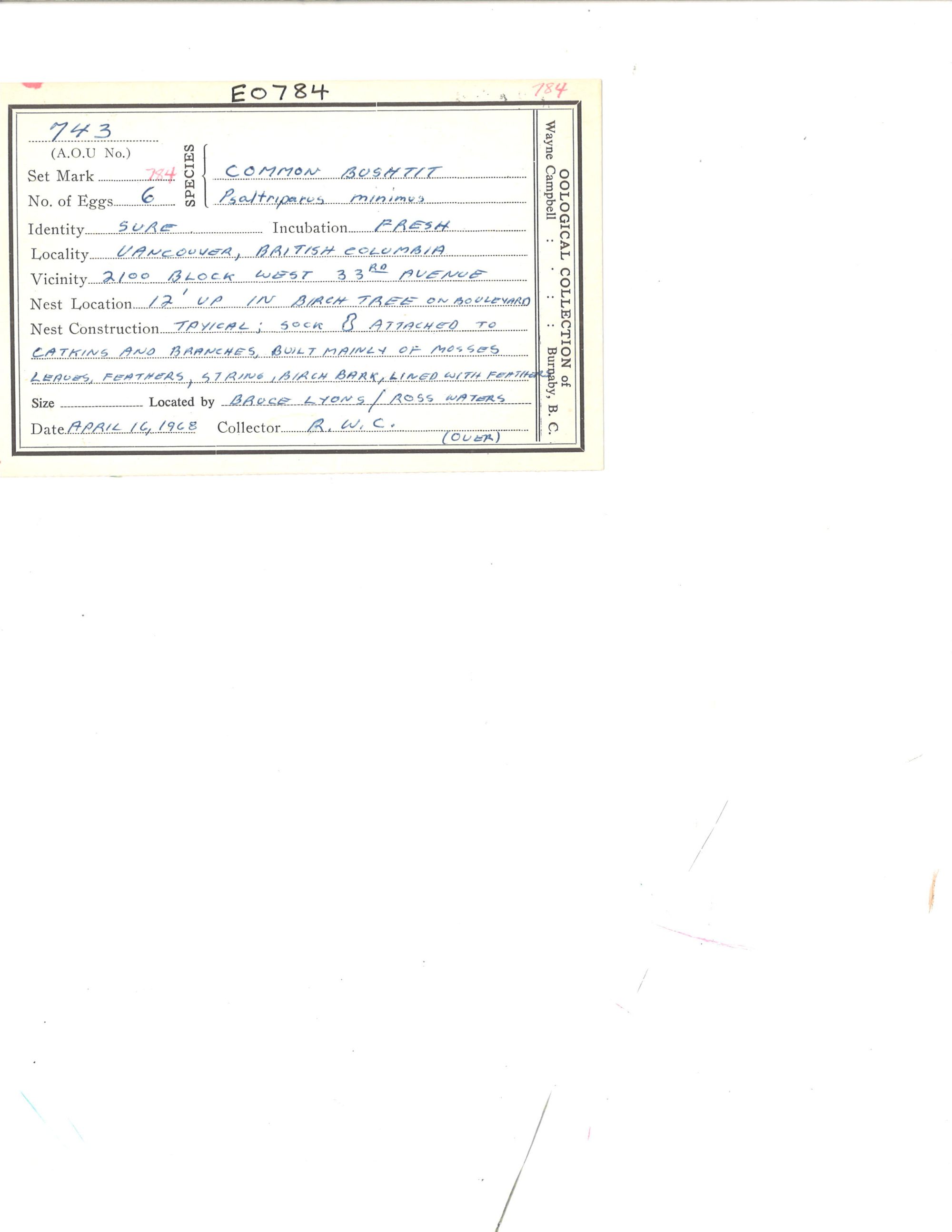 Image representing Psaltriparus minimus.