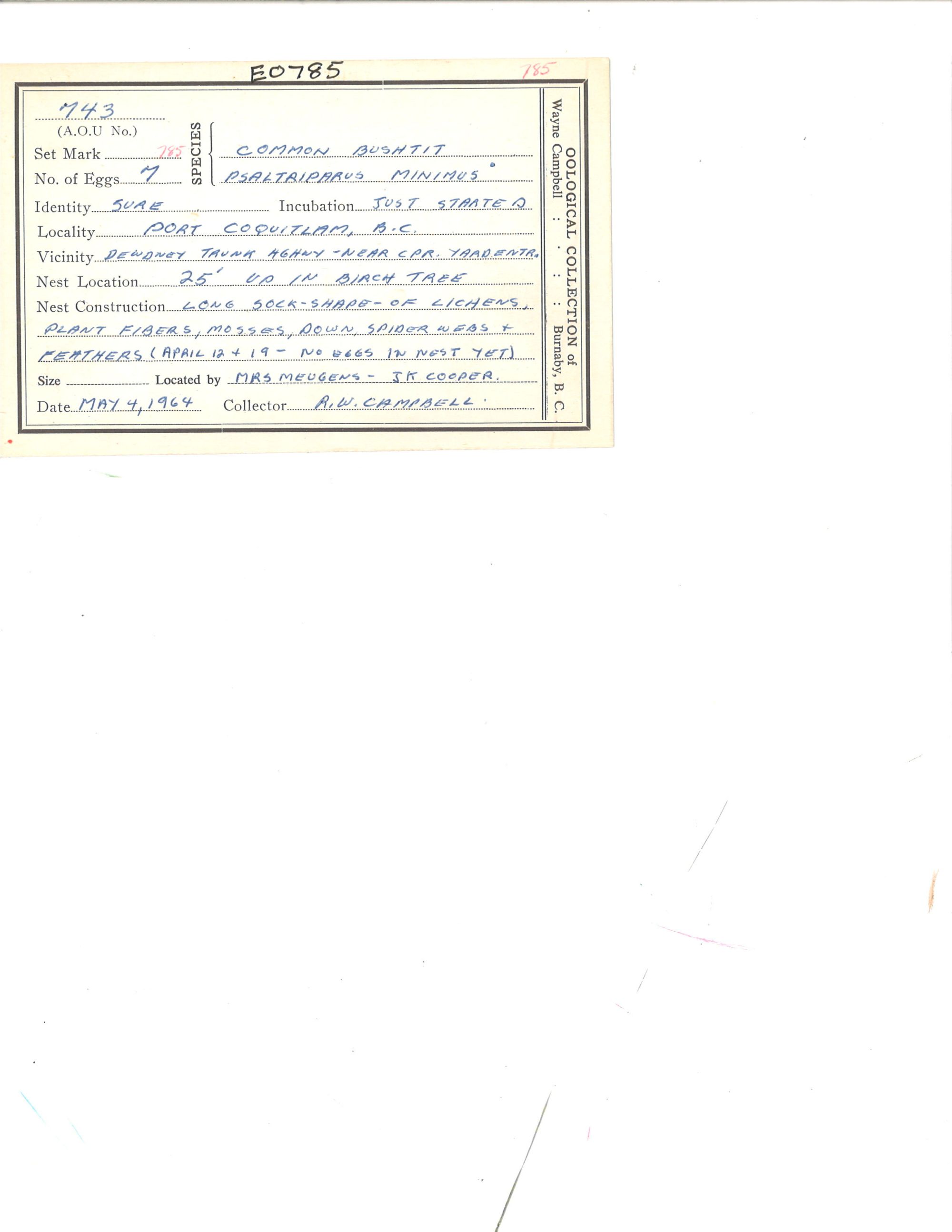 Image representing Psaltriparus minimus.