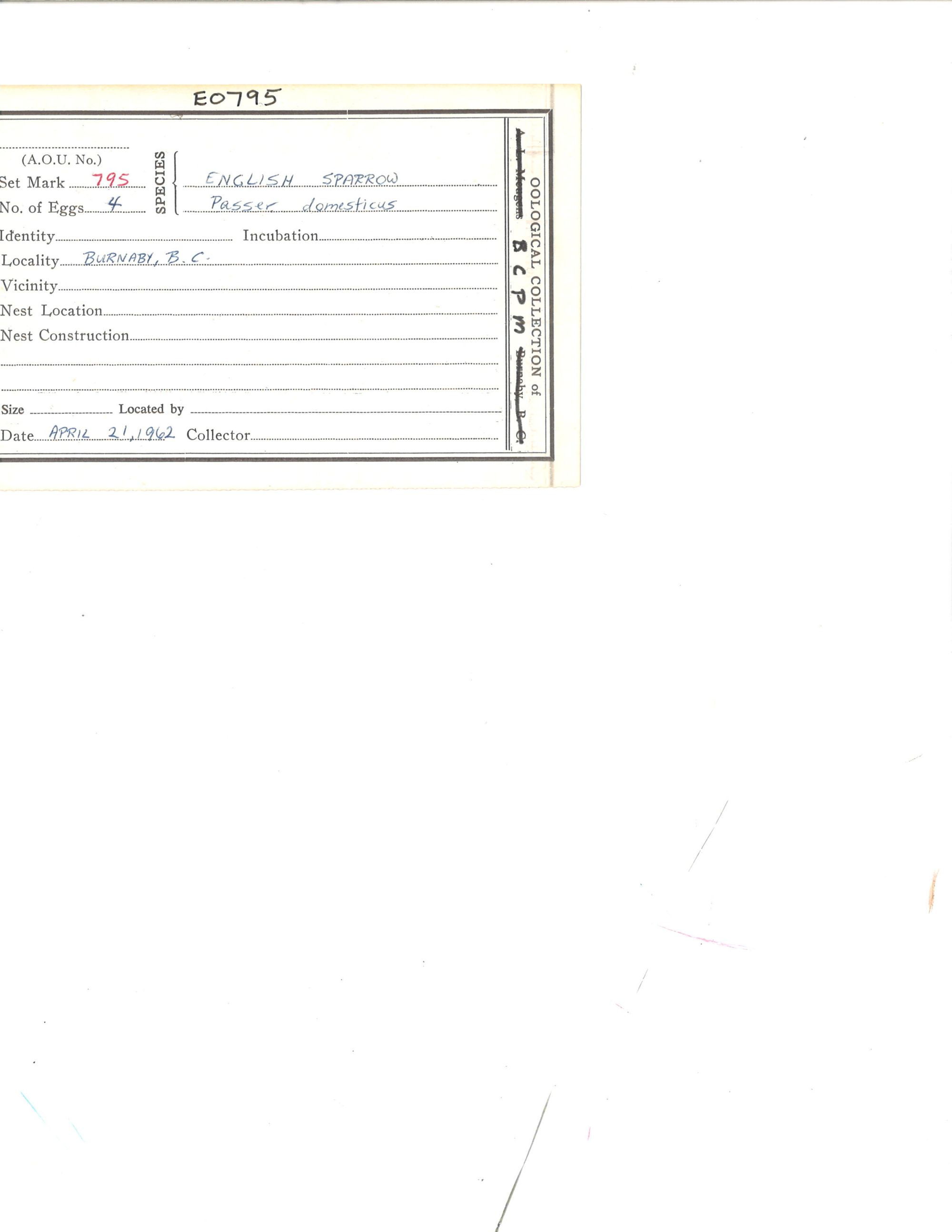 Image representing Passer domesticus.