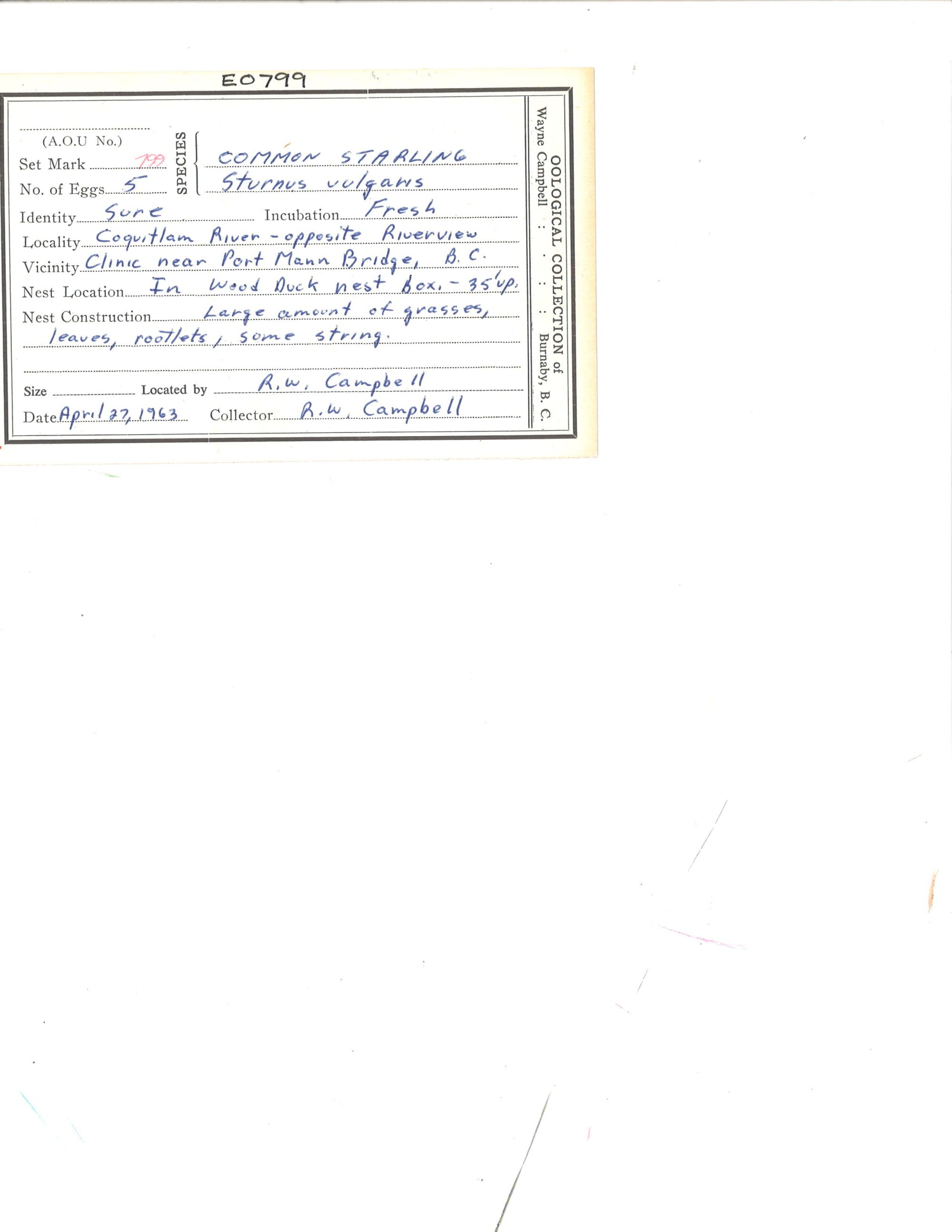 Image representing Sturnus vulgaris.