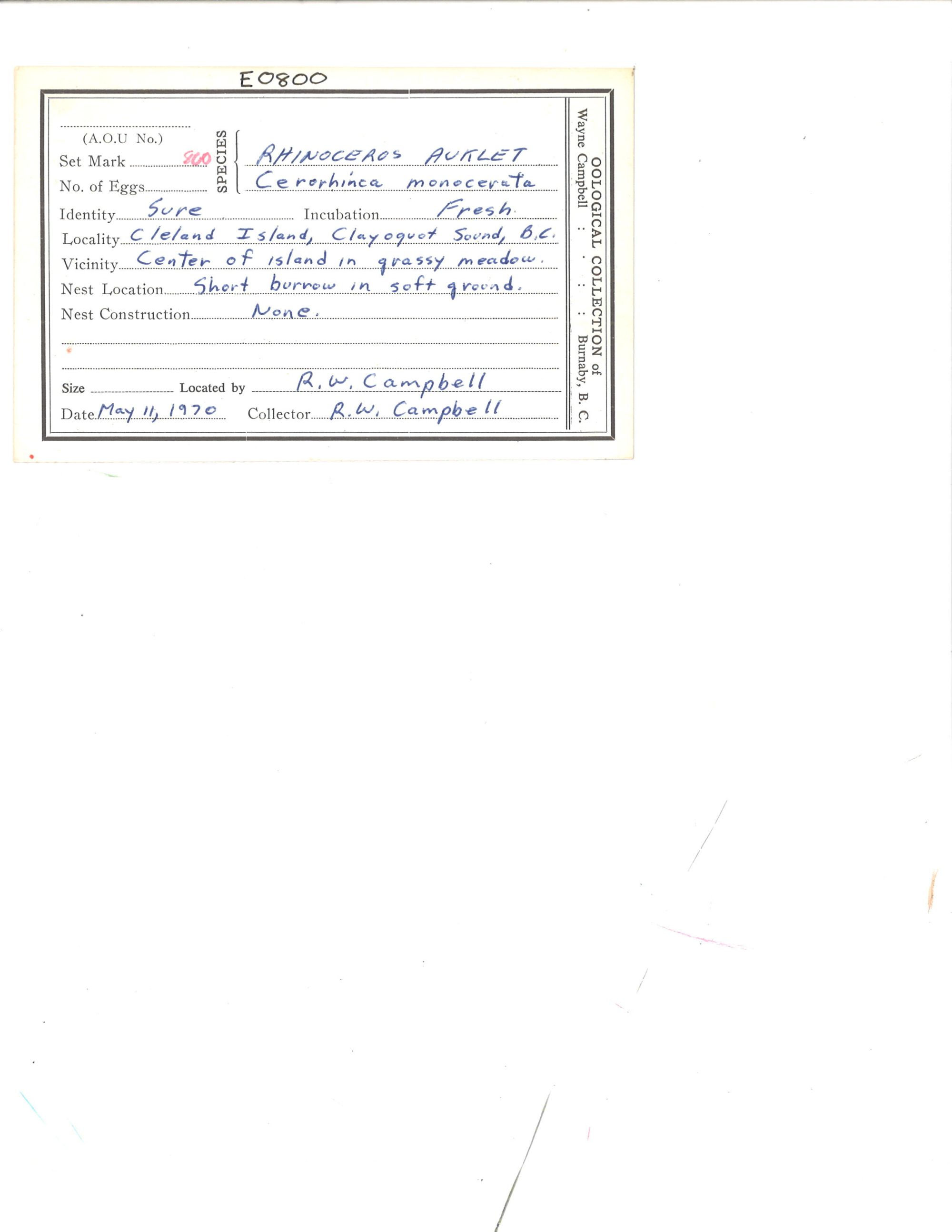 Image representing Cerorhinca monocerata.