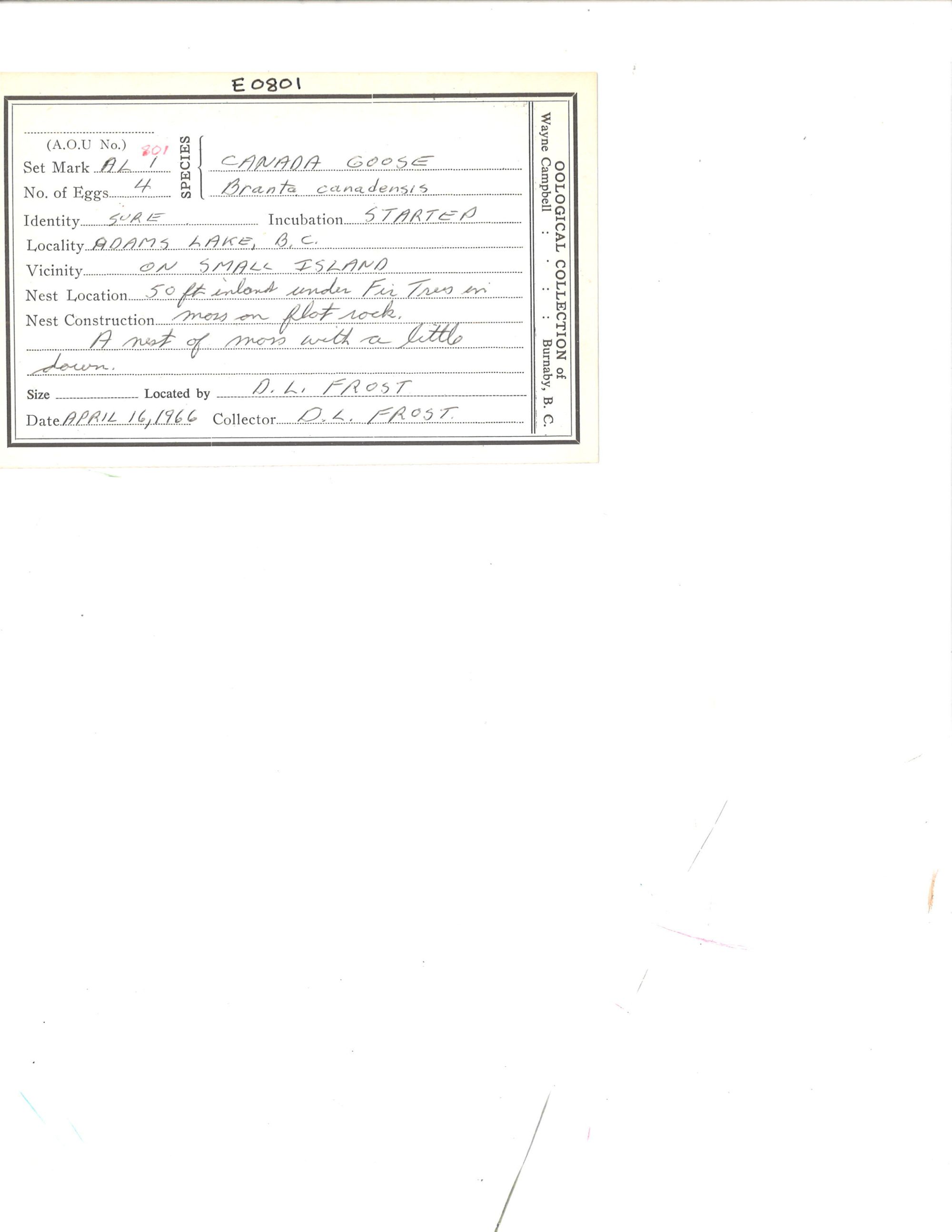 Image representing Branta canadensis.