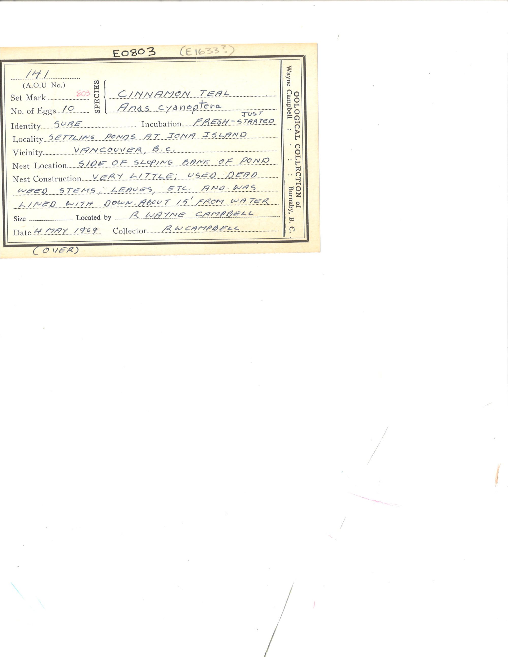 Image representing Spatula cyanoptera.