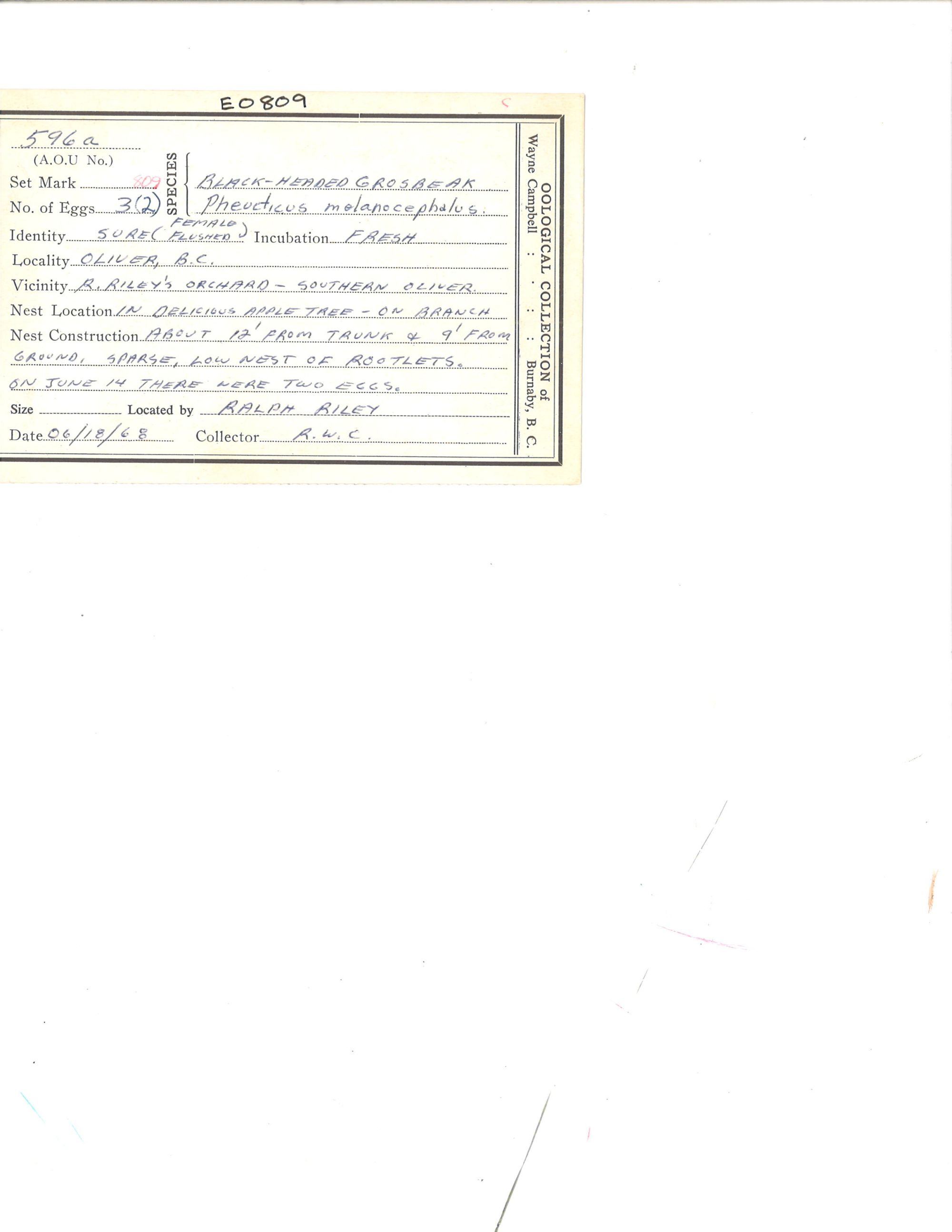 Image representing Pheucticus melanocephalus.