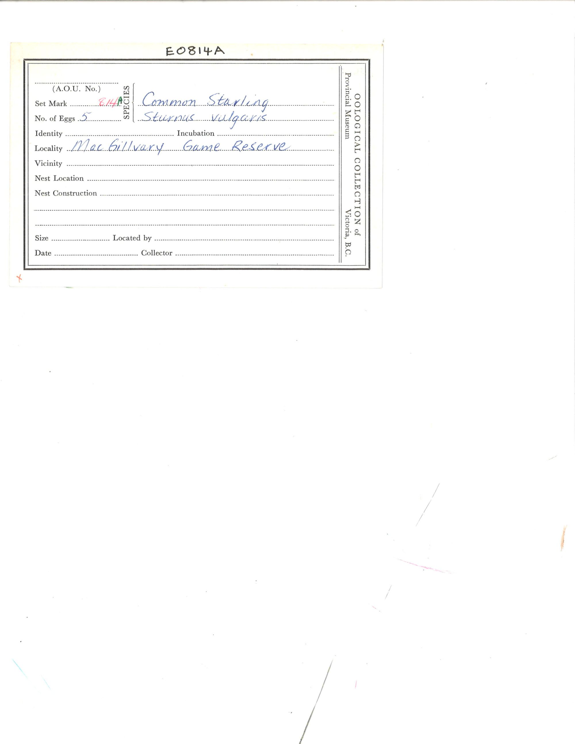 Image representing Sturnus vulgaris.