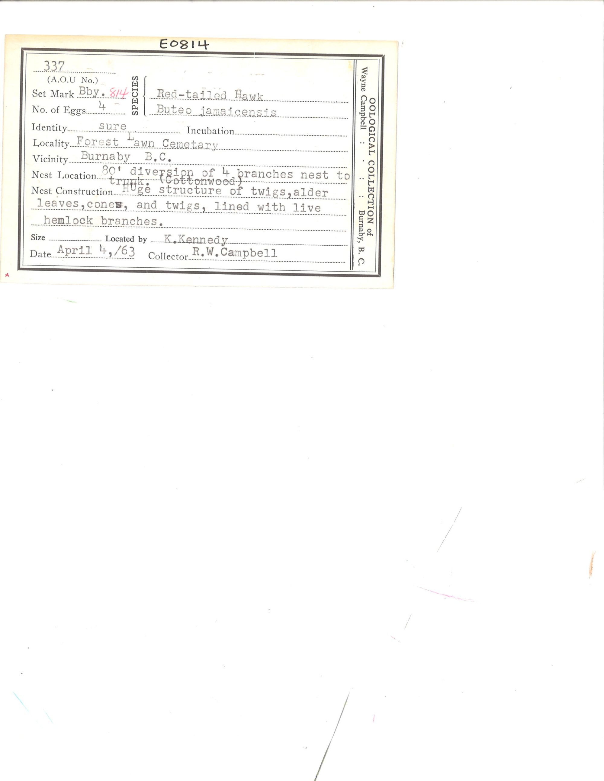 Image representing Buteo jamaicensis.