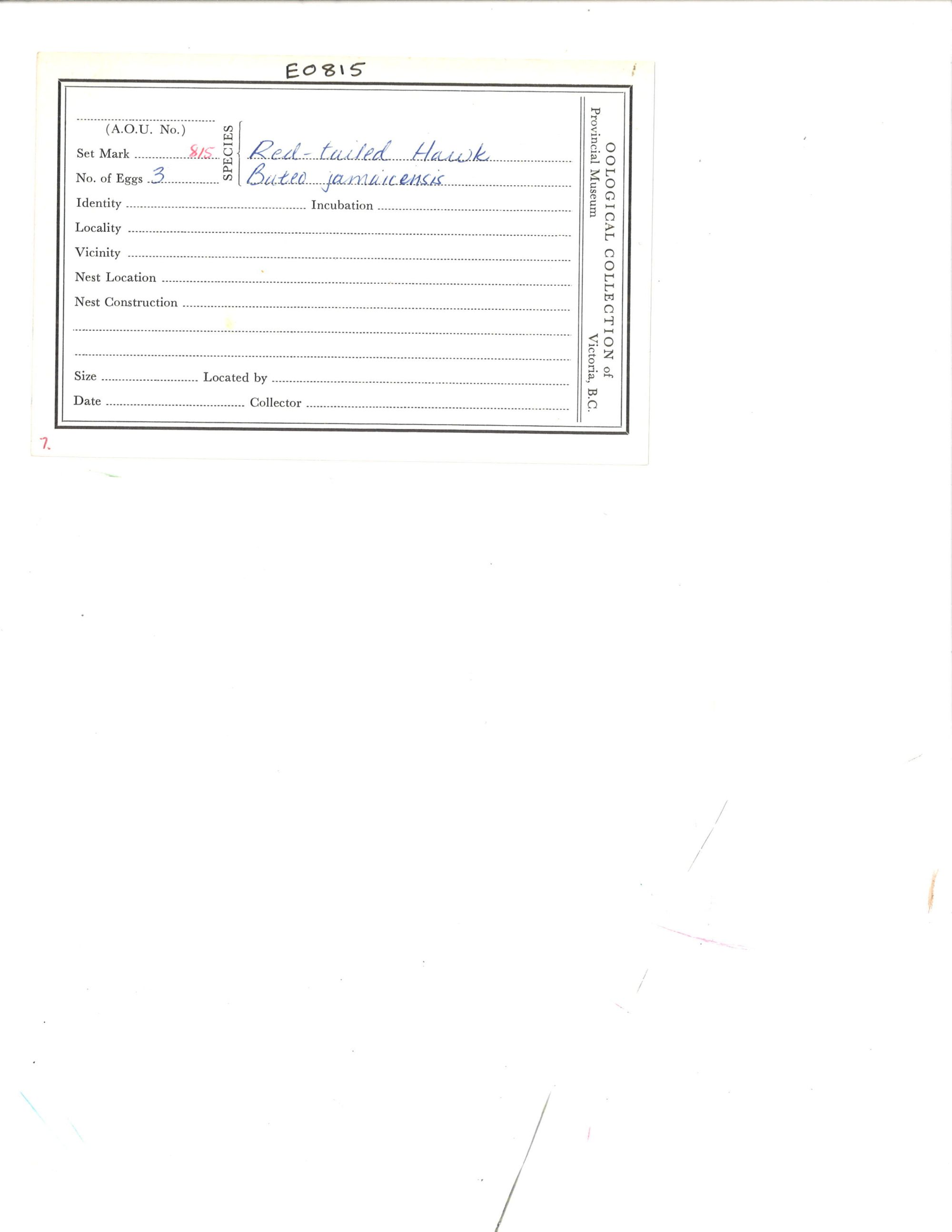 Image representing Buteo jamaicensis.