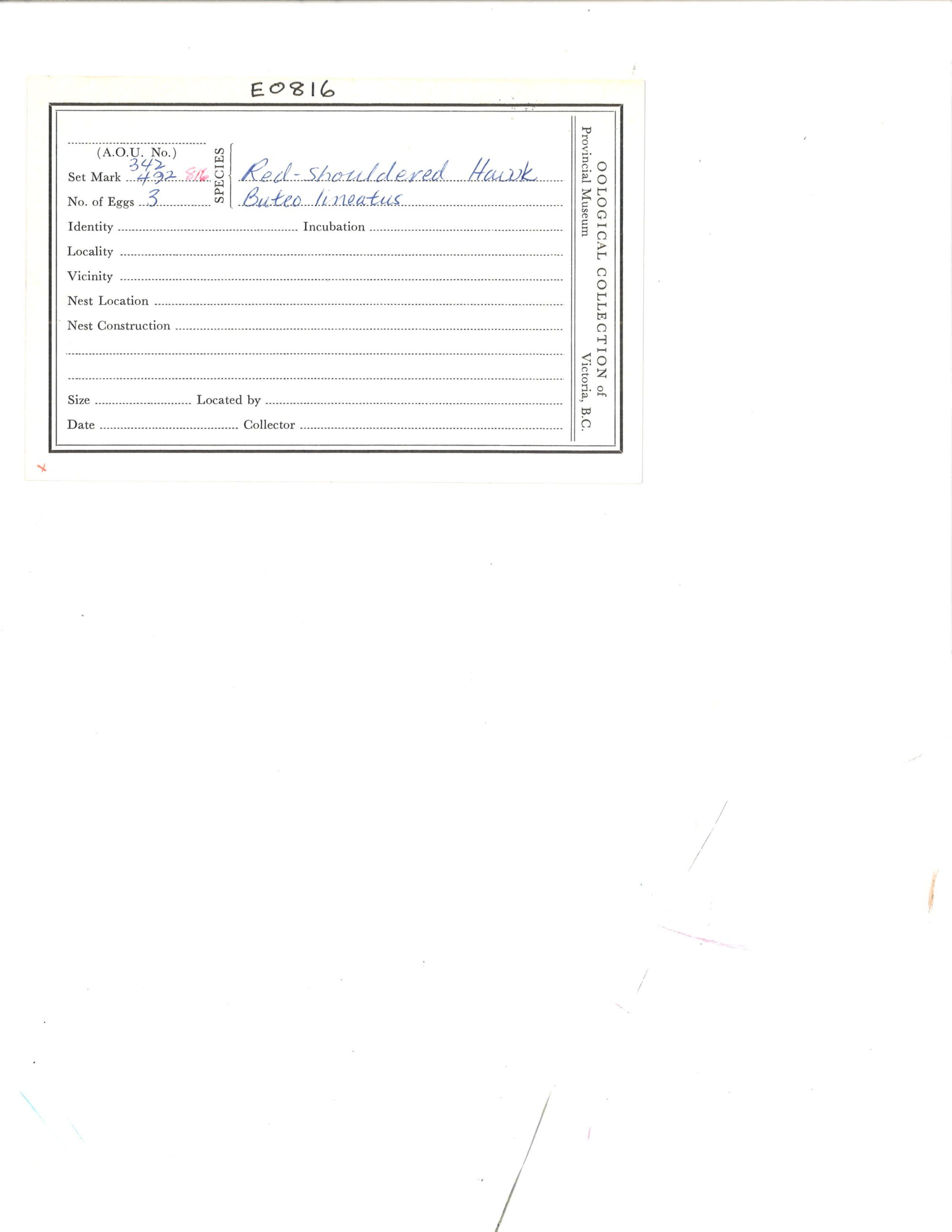 Image representing Buteo lineatus.