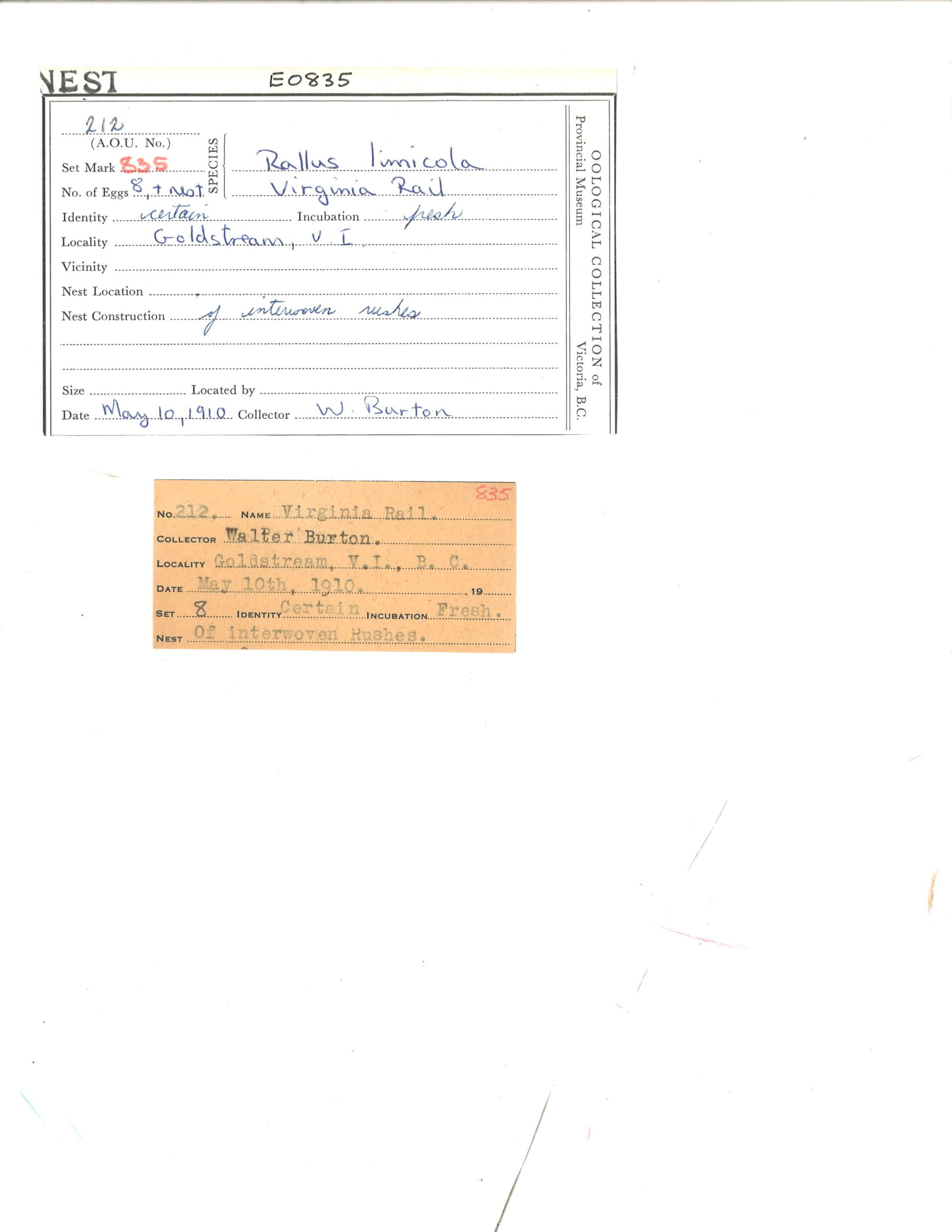 Image representing Rallus limicola.