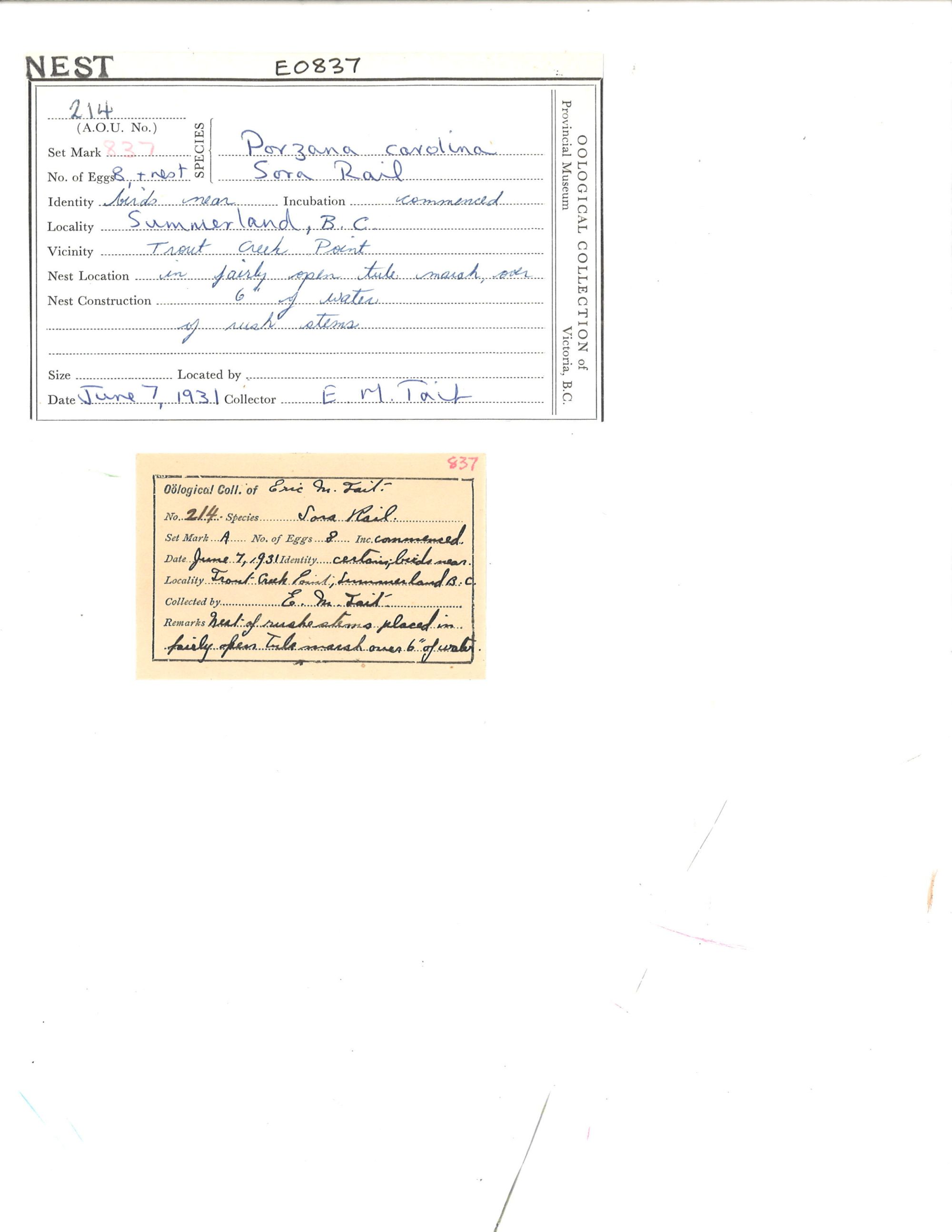 Image representing Porzana carolina.