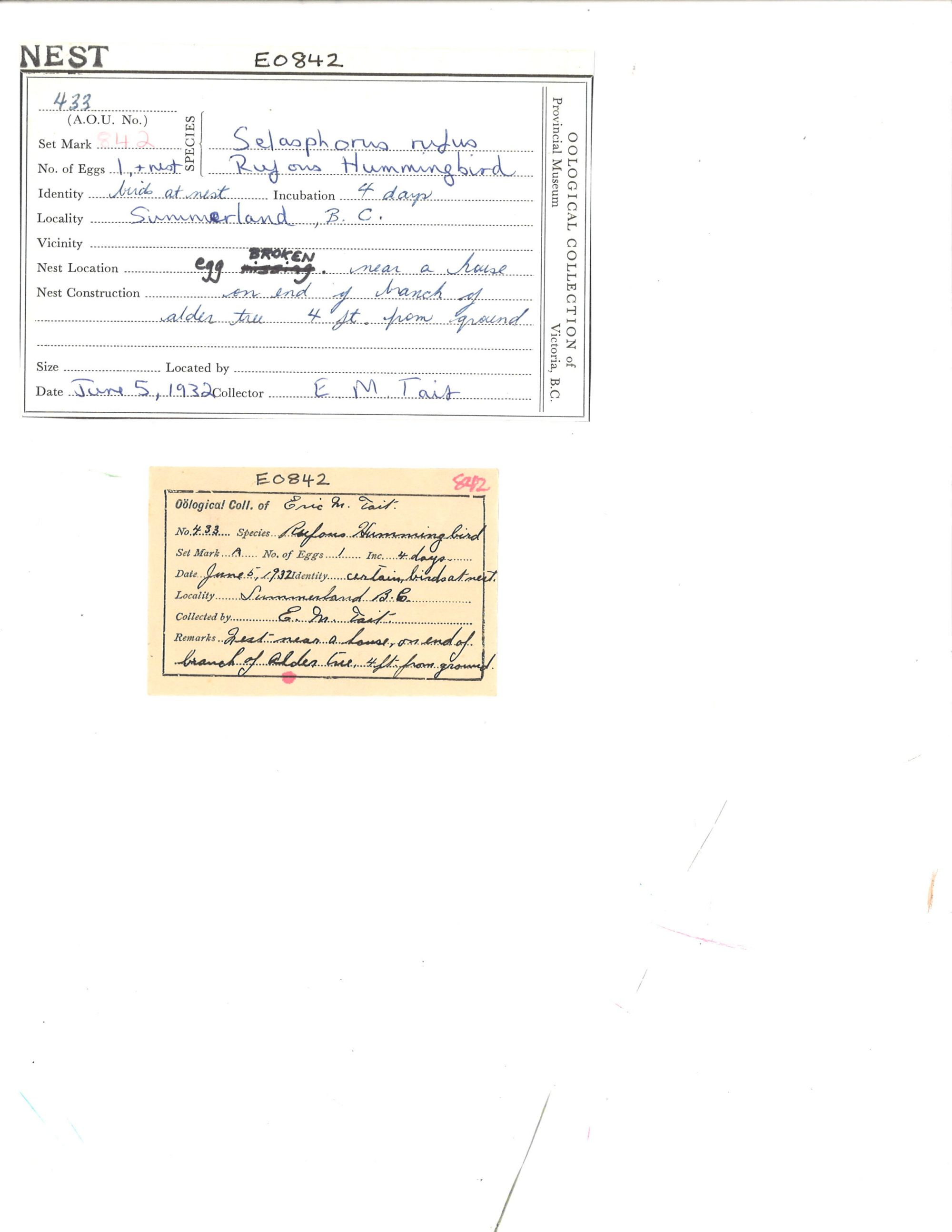 Image representing Selasphorus rufus.