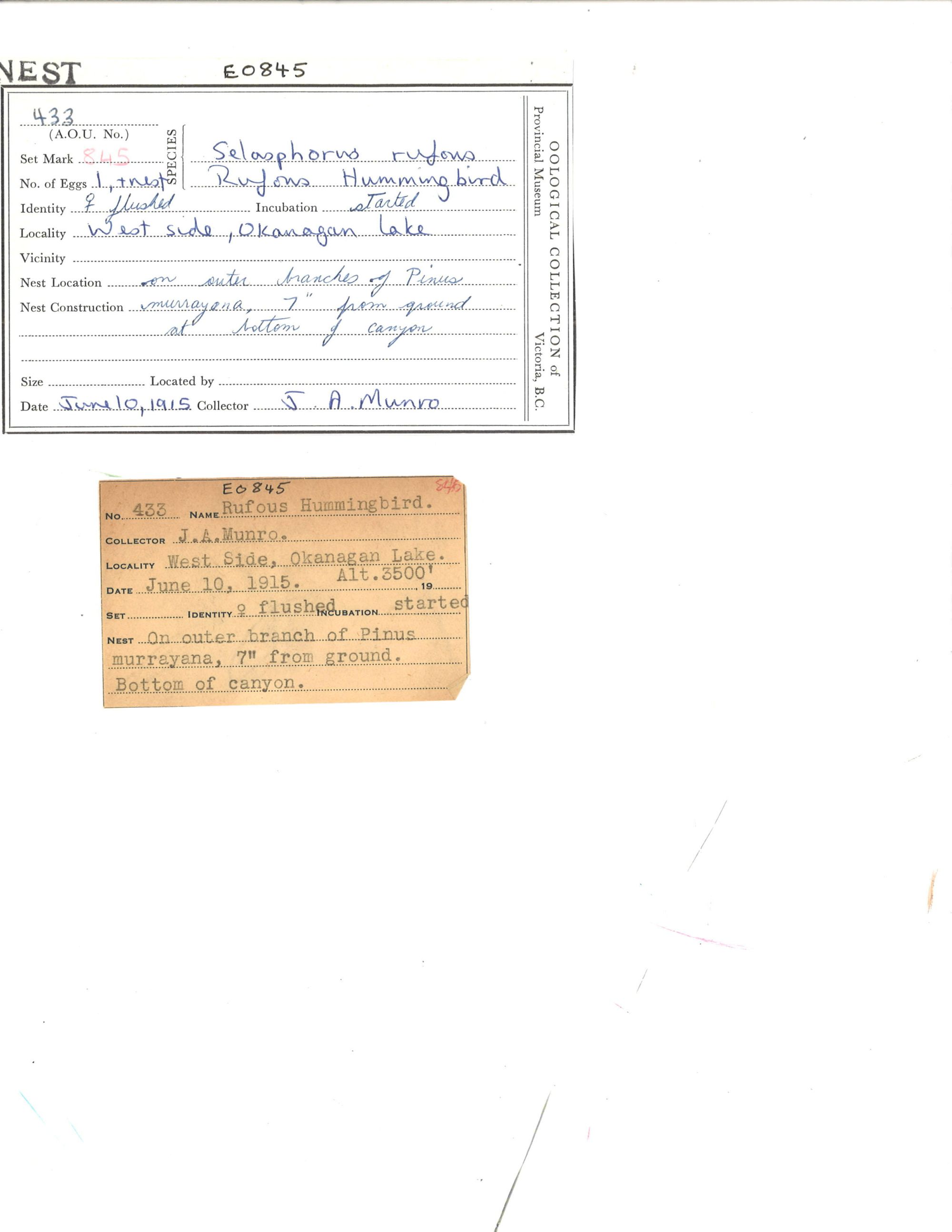 Image representing Selasphorus rufus.