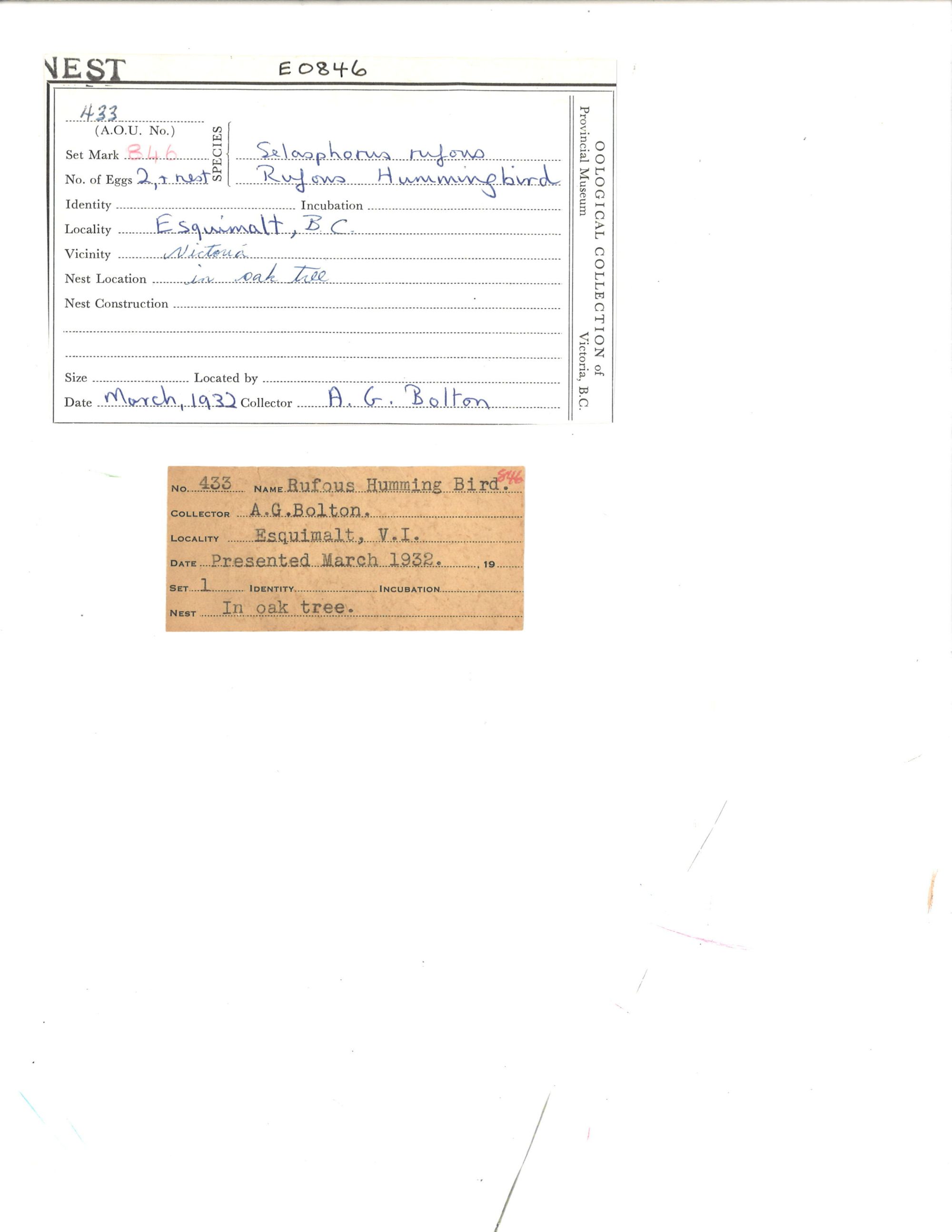 Image representing Selasphorus rufus.